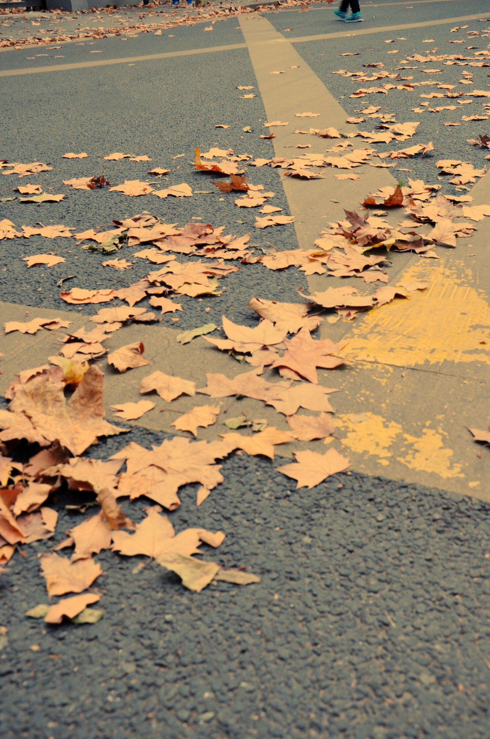 Nikon D90 sample photo. Autumn, leaves photography