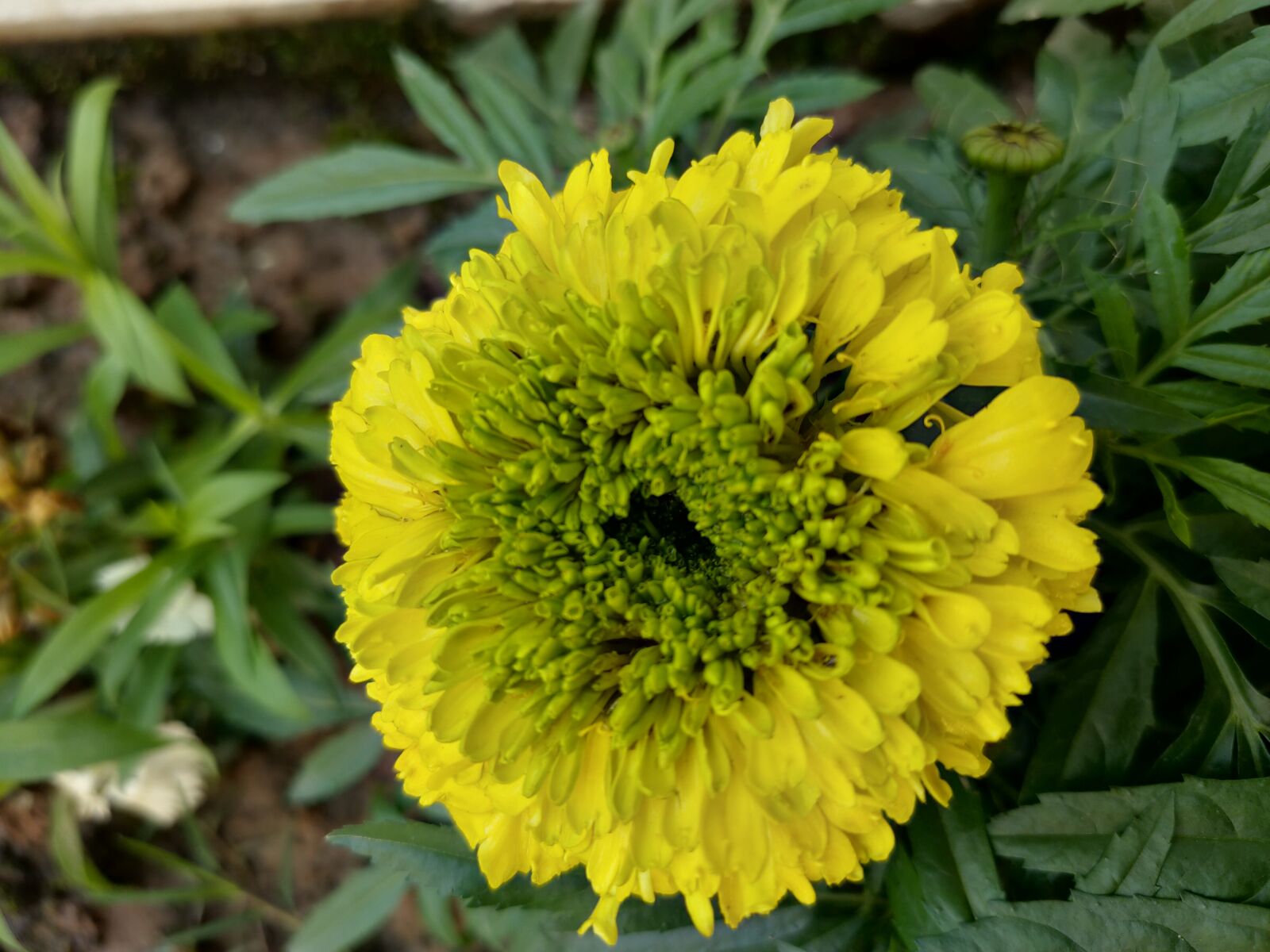 OPPO RENO2 sample photo. Flower, yellow flower, nature photography