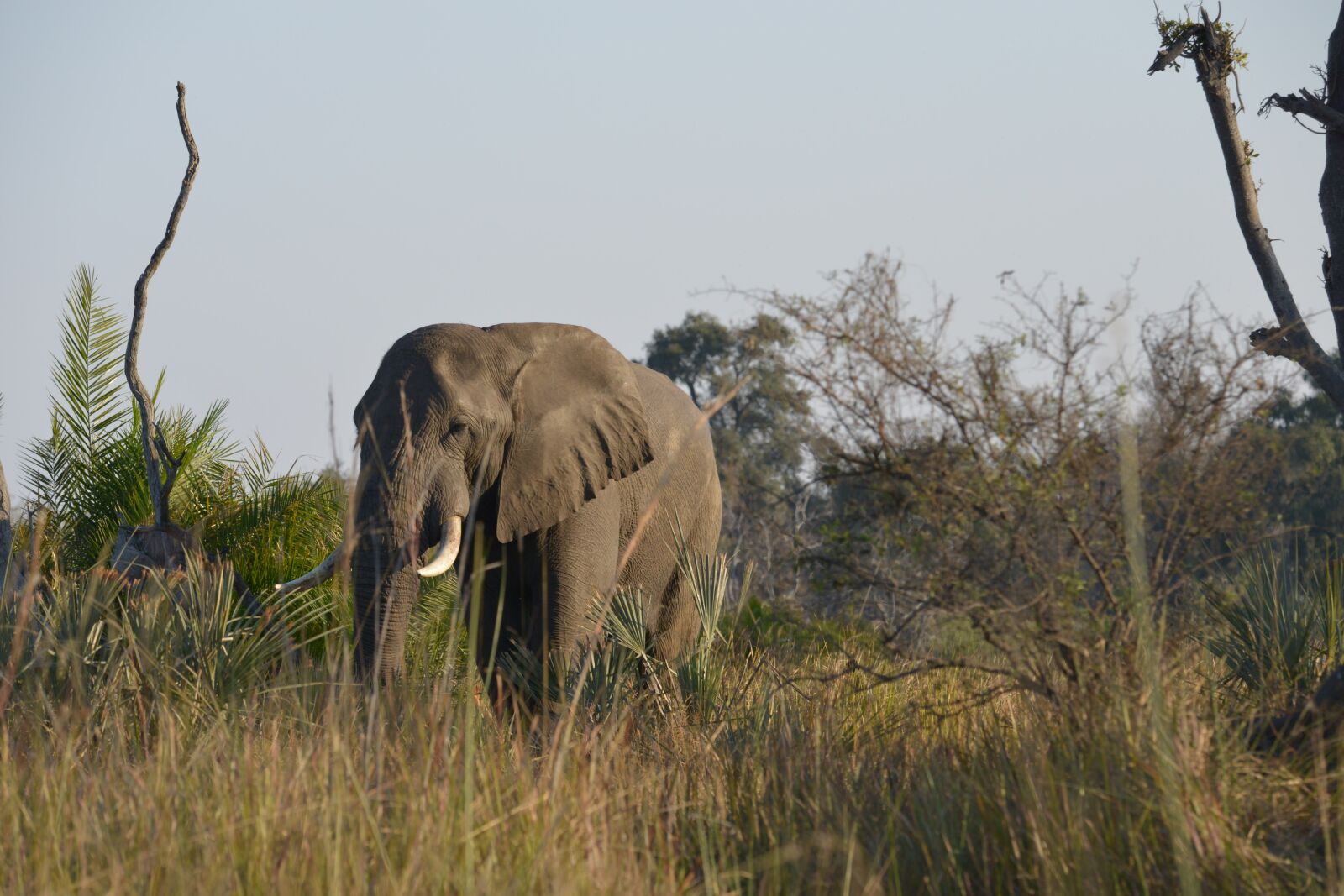 Nikon D800 sample photo. Elephant, africa, botswana photography
