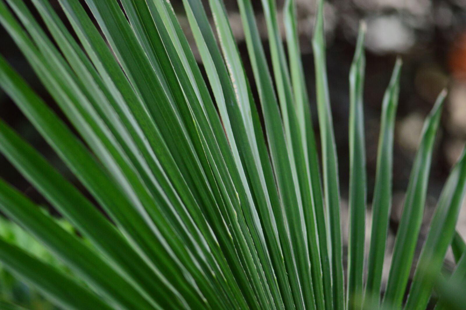 Nikon D3200 sample photo. Palm sunday, palm leaf photography