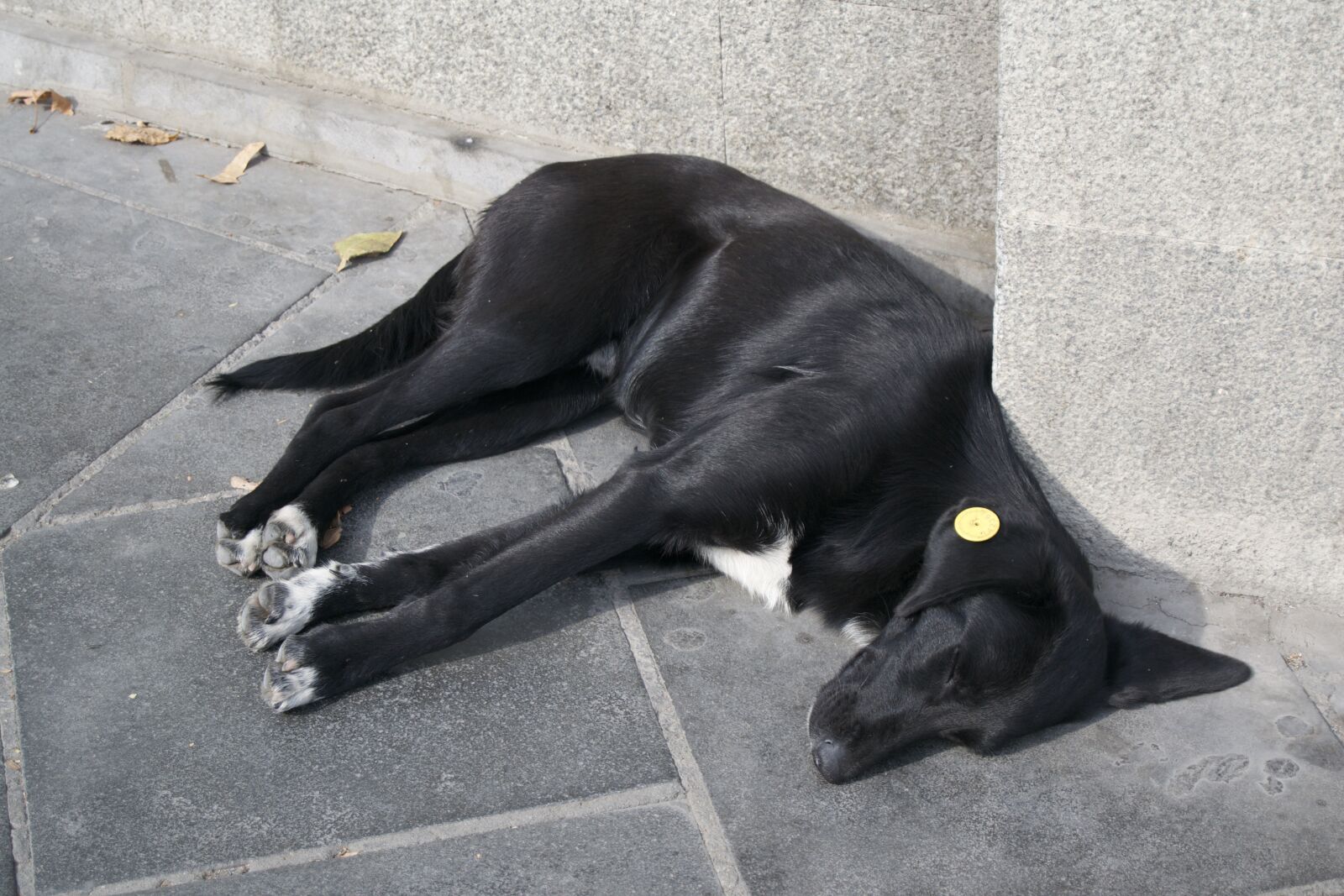 Nikon D3100 sample photo. Street dog, tbilisi, quiet photography