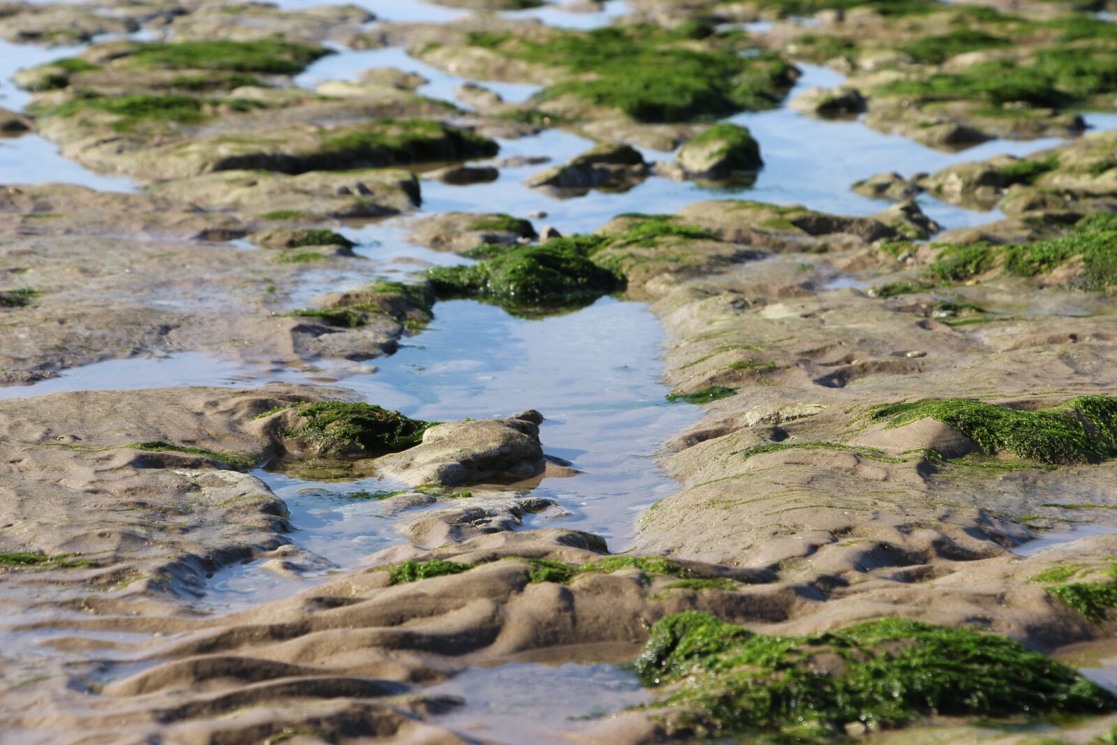 Canon EOS 700D (EOS Rebel T5i / EOS Kiss X7i) sample photo. Algae, seashores, nature photography