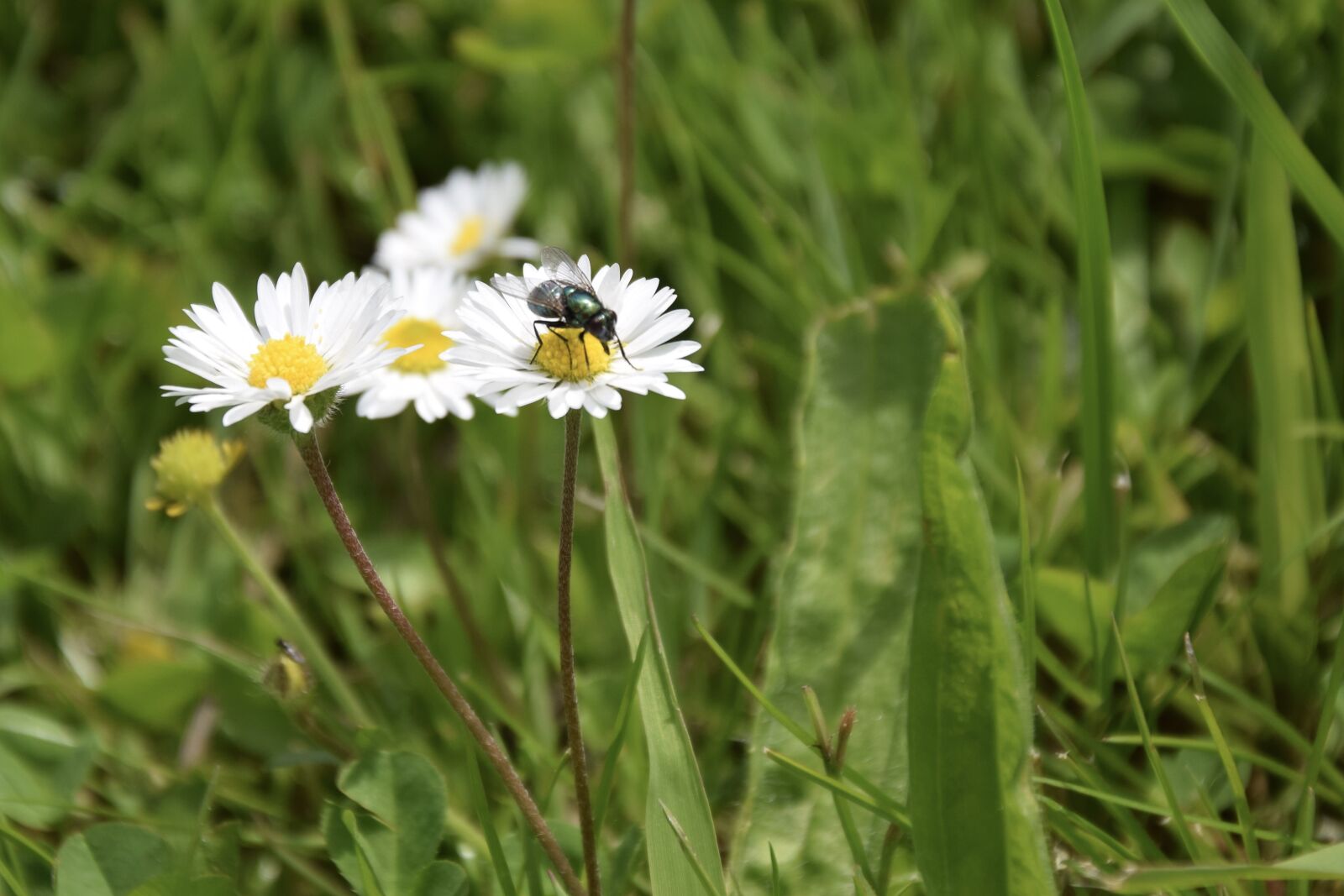 Nikon D3300 sample photo. Fly, buttercup, nature photography