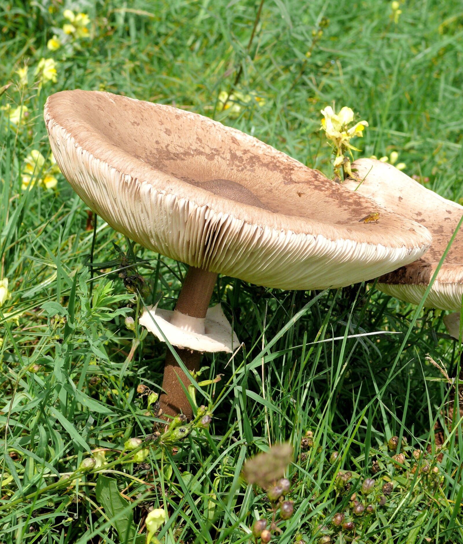 Panasonic DMC-FZ50 sample photo. Mushroom, agaric, beige photography