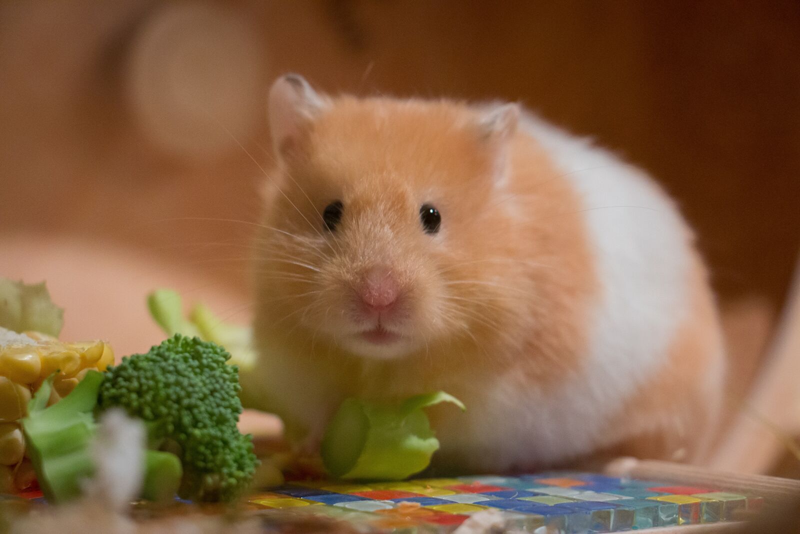 Canon EOS 70D sample photo. Cute, small, portrait photography