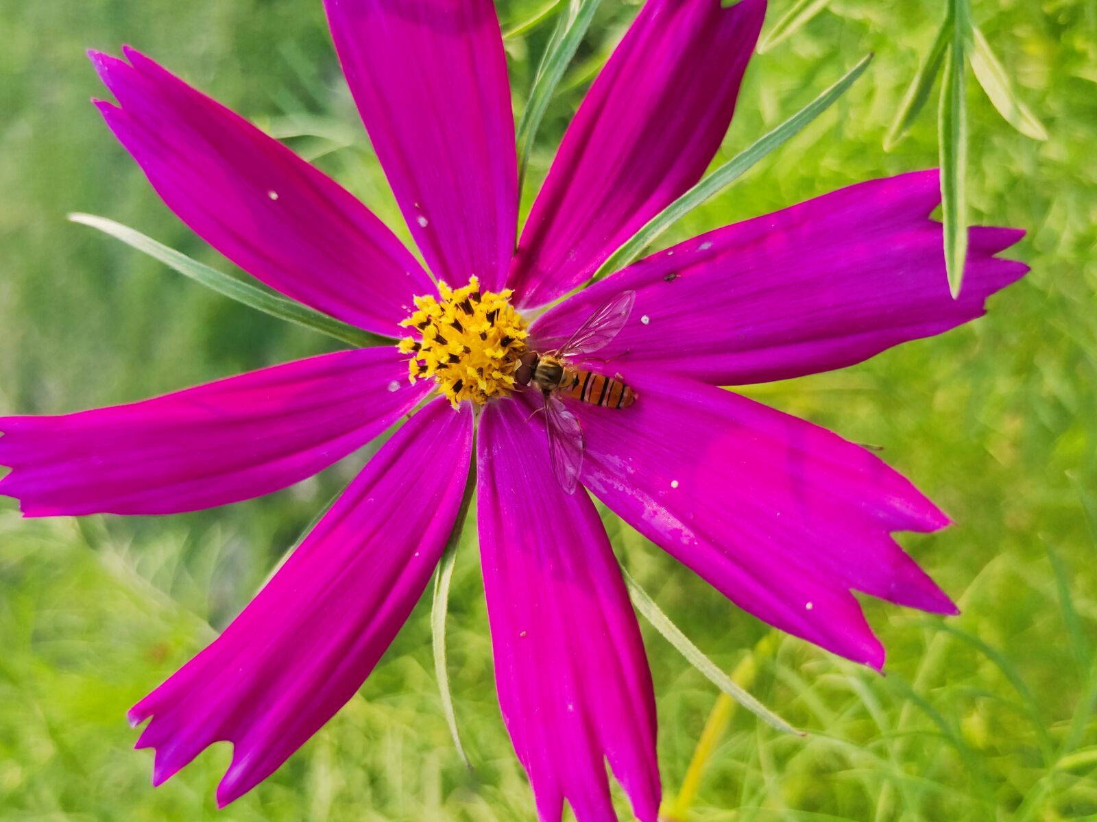 Realme 3 PRO sample photo. Pink flower, flower, spring photography
