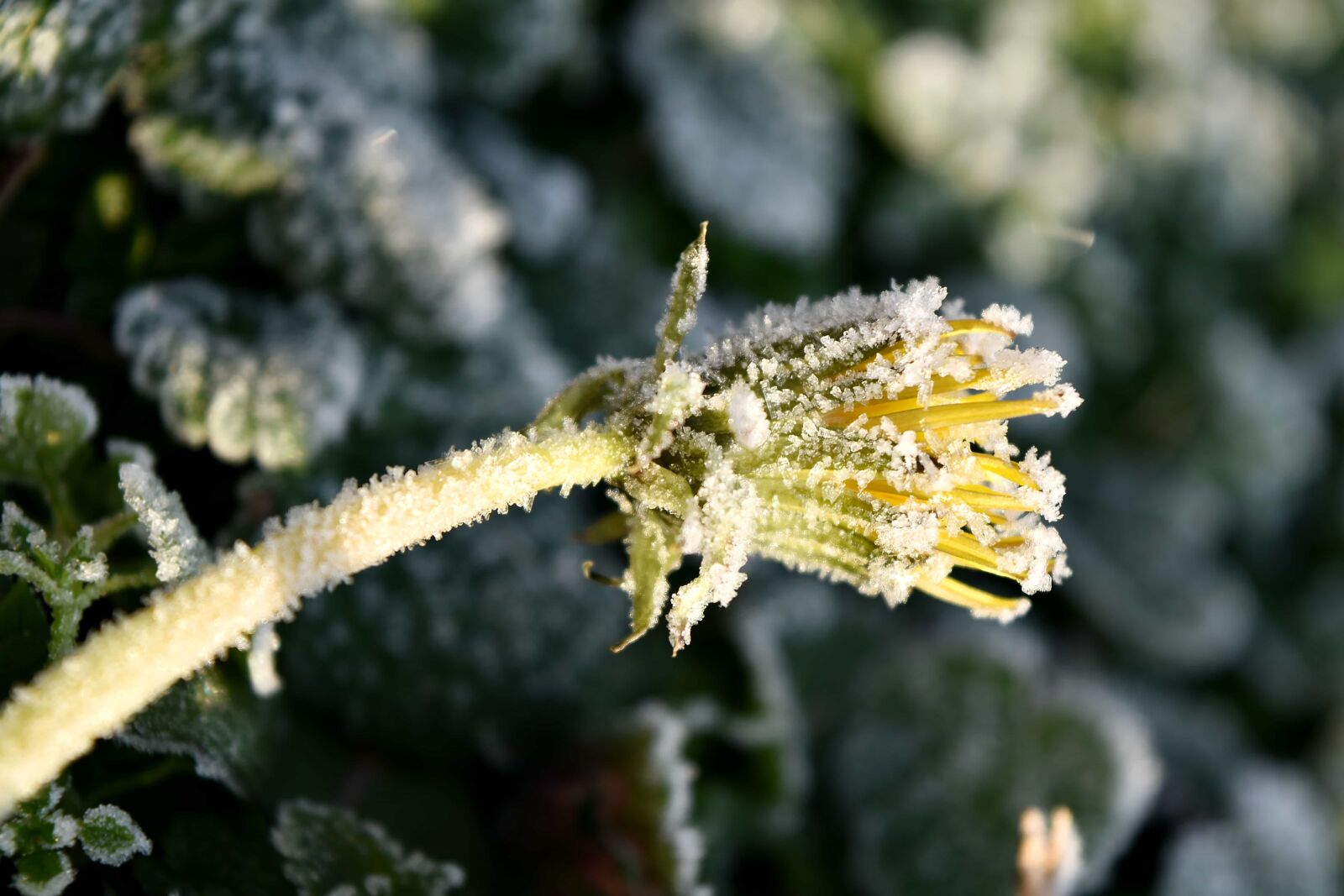 Nikon D5500 sample photo. Cold, dandelion, flower, frosty photography