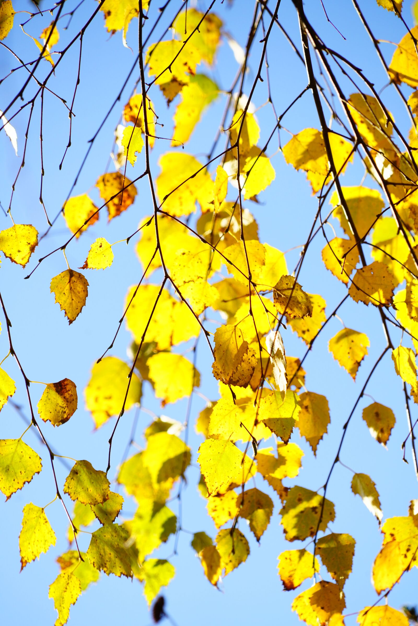 Sony a7R II + Sony FE 24-240mm F3.5-6.3 OSS sample photo. Hang-birch, birch, autumn photography