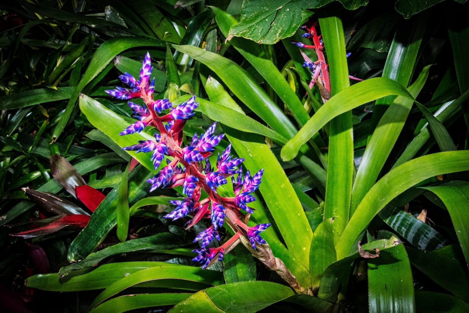 Nikon D750 sample photo. Flora, nature, flower photography