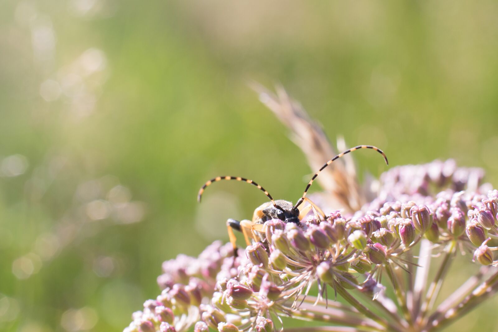 Nikon D5300 sample photo. Insect, flower, beetle photography