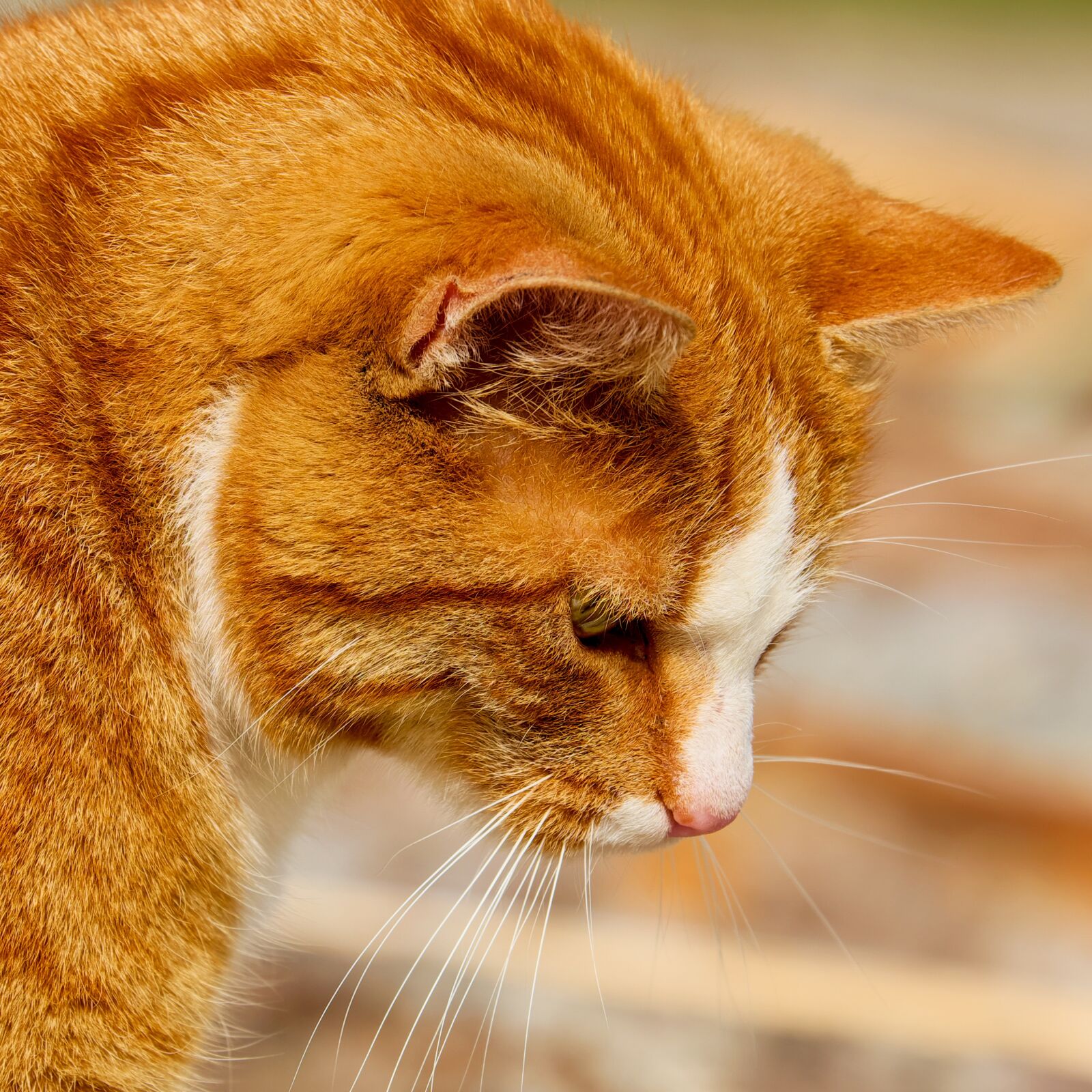 Fujifilm XF 55-200mm F3.5-4.8 R LM OIS sample photo. Cat, mackerel, tiger cat photography