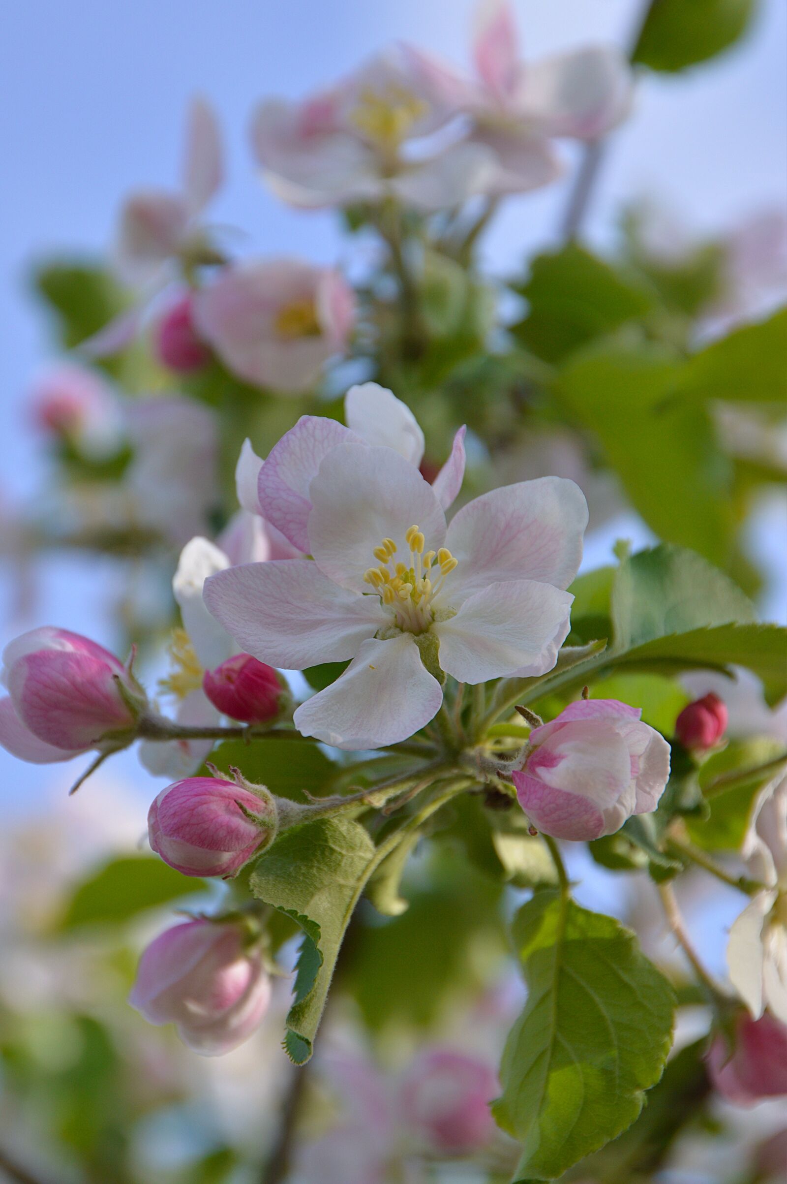 Nikon D3200 sample photo. Flower, spring, spring flowers photography