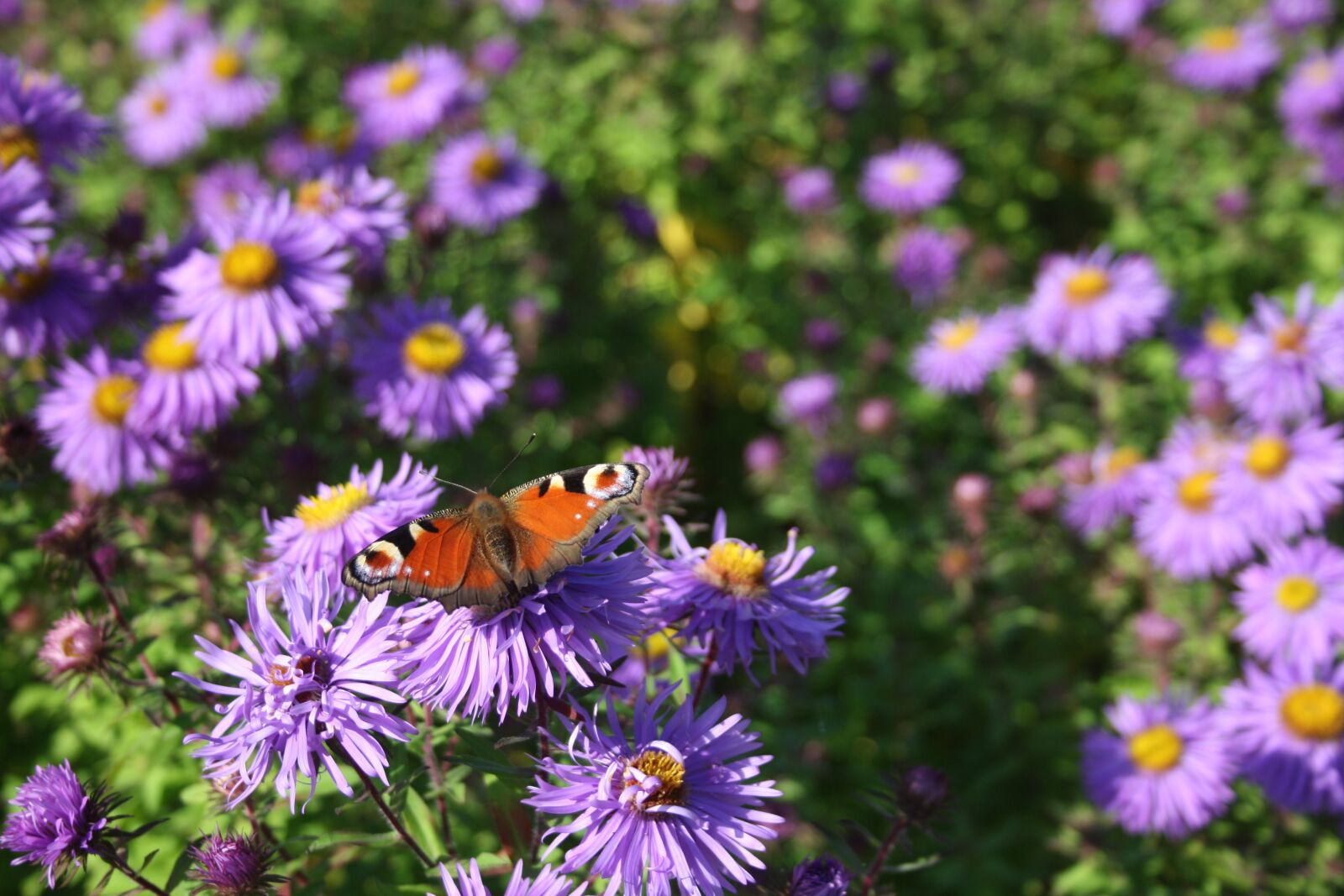Canon EOS 1000D (EOS Digital Rebel XS / EOS Kiss F) sample photo. Flowers, butterfly, blossom photography