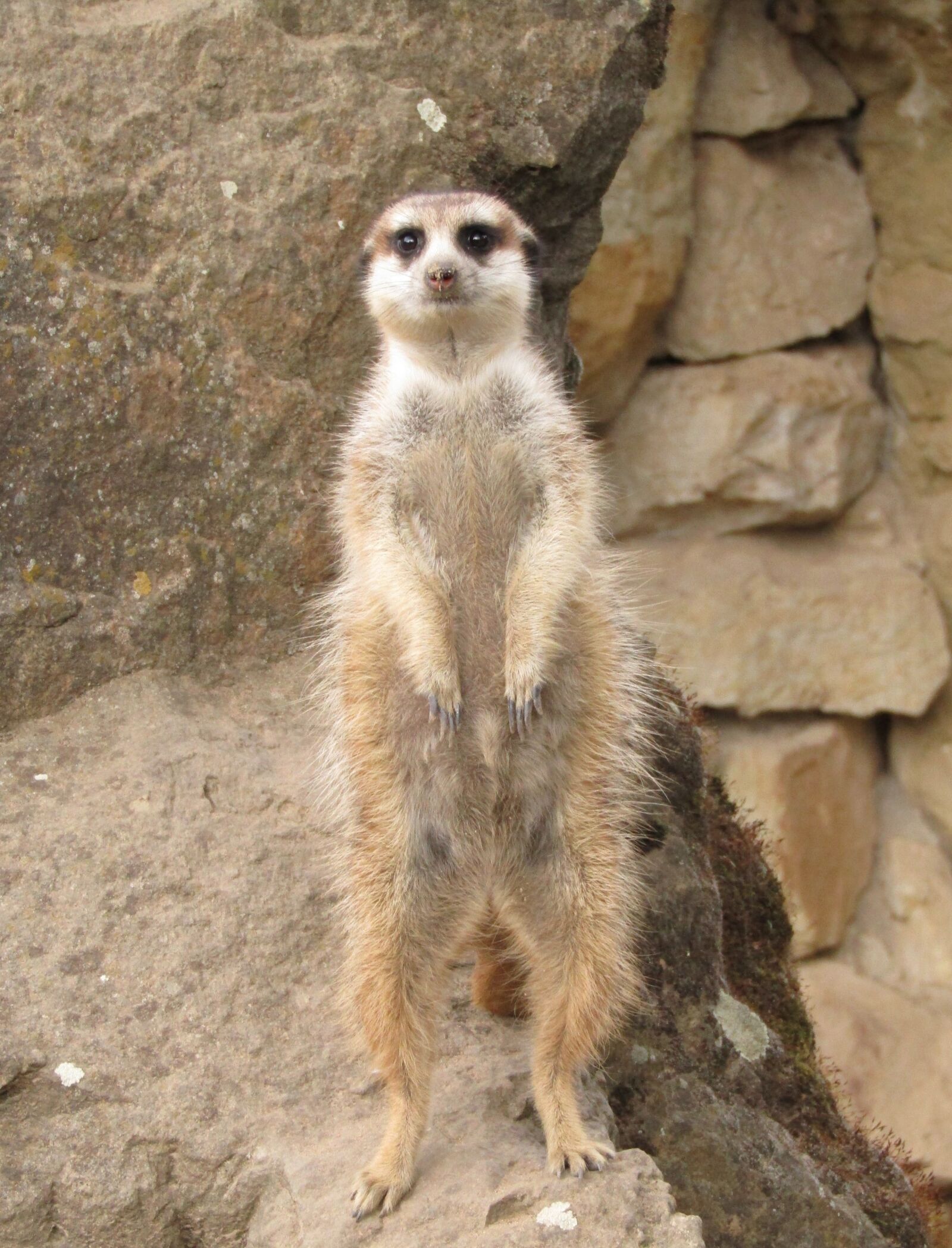 Canon PowerShot SX410 IS sample photo. Meerkat, animal, nature photography