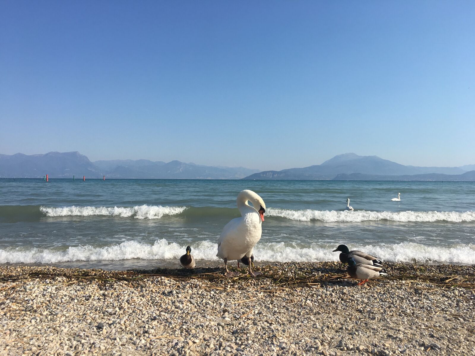 Apple iPhone 6s sample photo. Garda, lake, swan photography