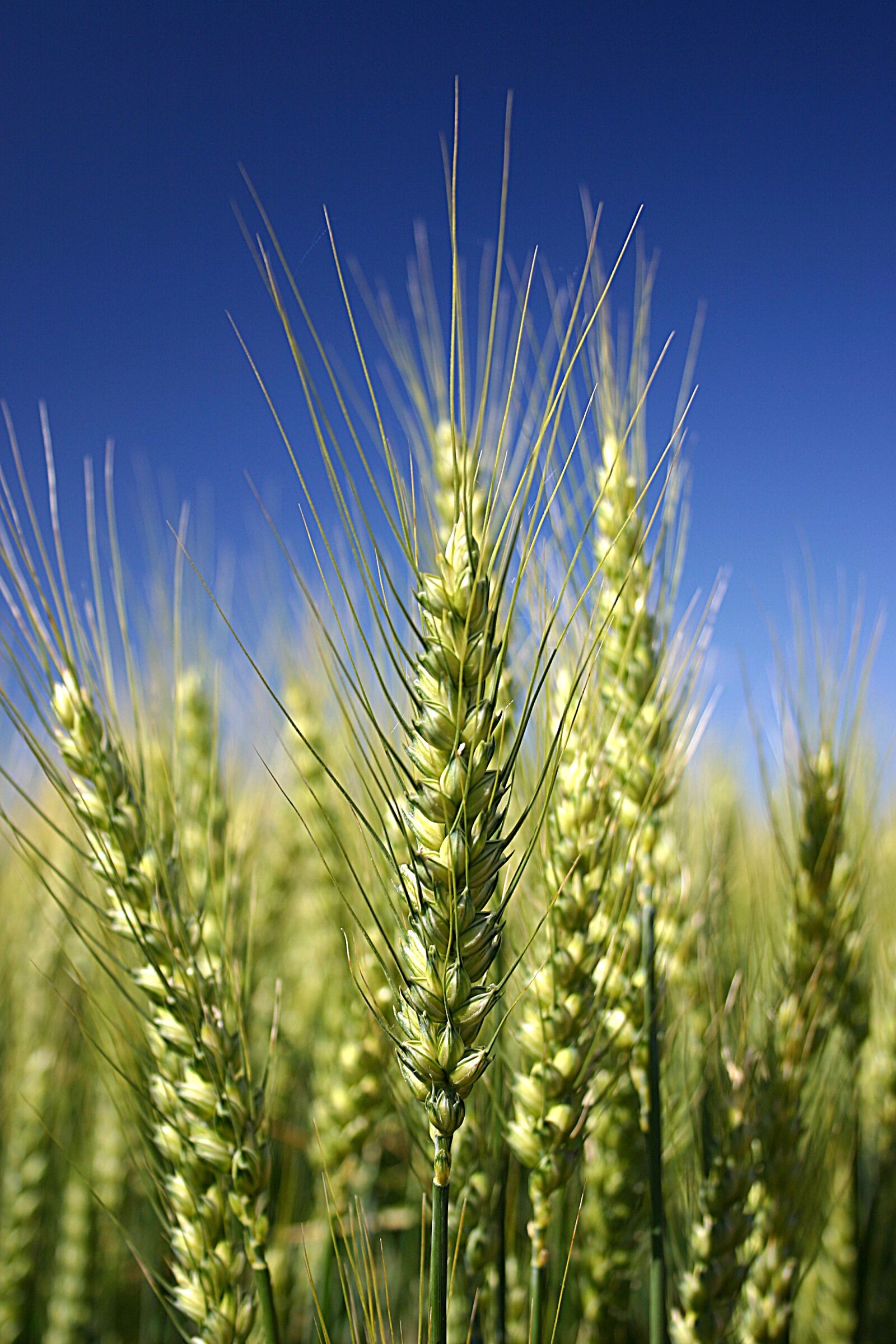 Canon EOS 300D (EOS Digital Rebel / EOS Kiss Digital) sample photo. Wheat, detail, cereal grains photography