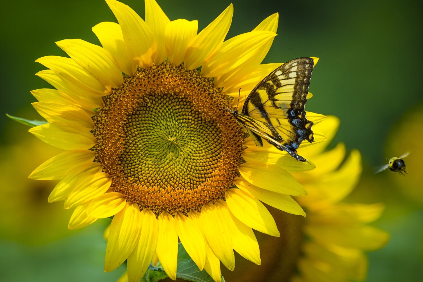 Nikon D4 sample photo. Sunflower, butterfly, bee photography