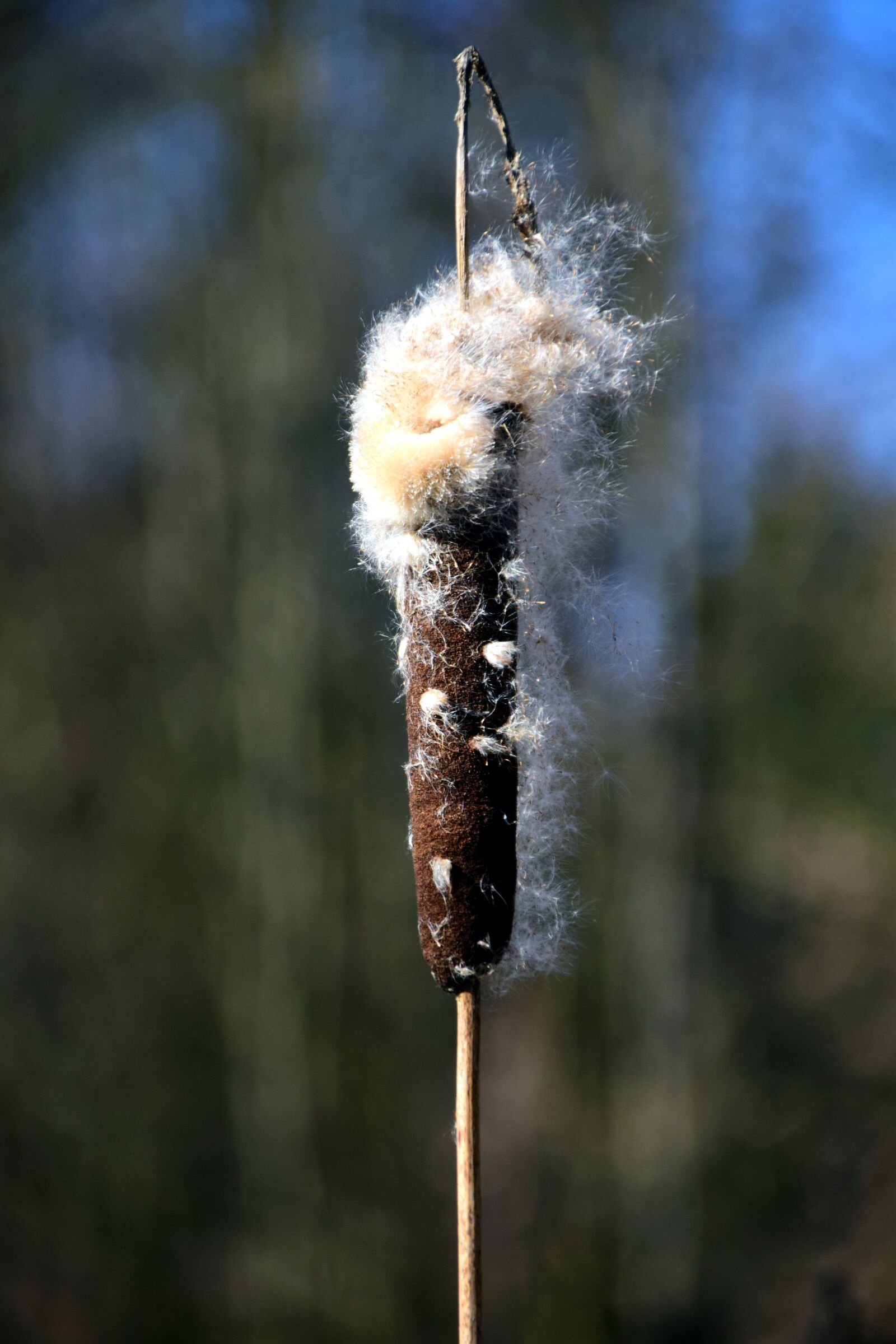 Nikon D3300 sample photo. Reed, nature, pond plant photography