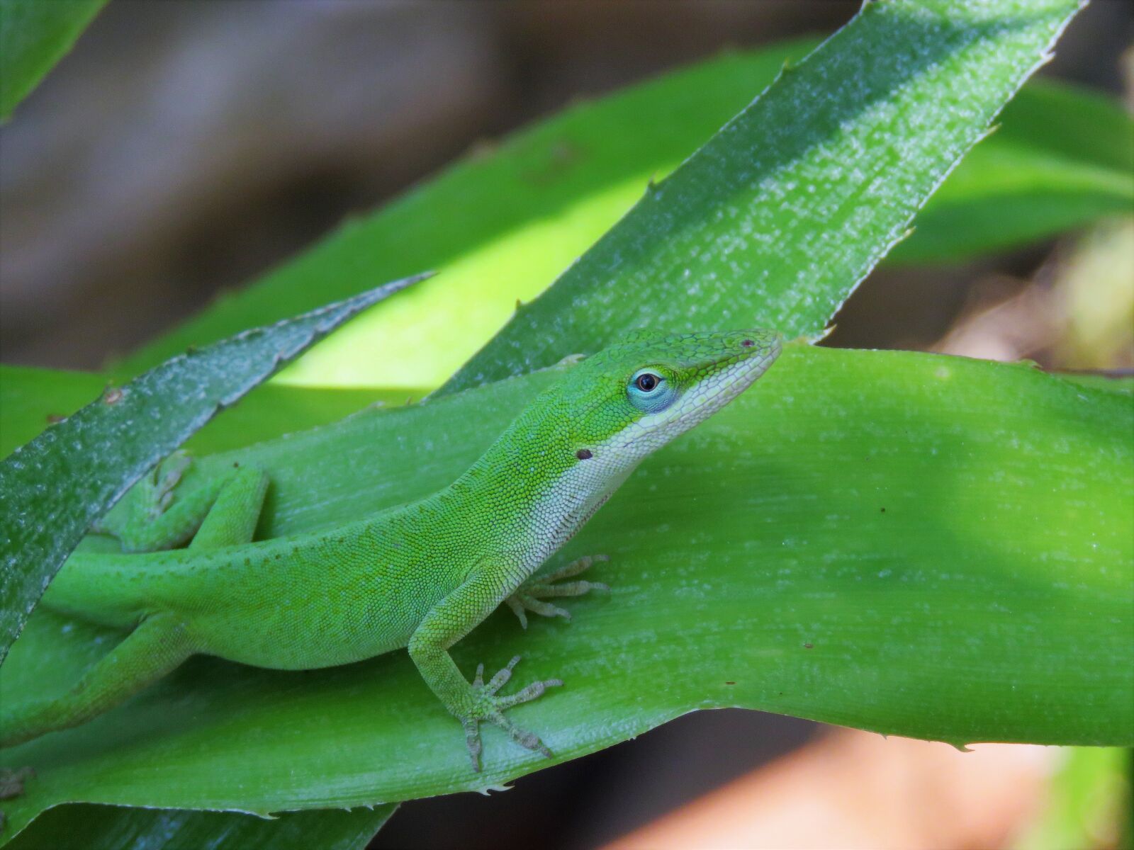 Canon PowerShot SX60 HS sample photo. Reptile, lizard, green and photography