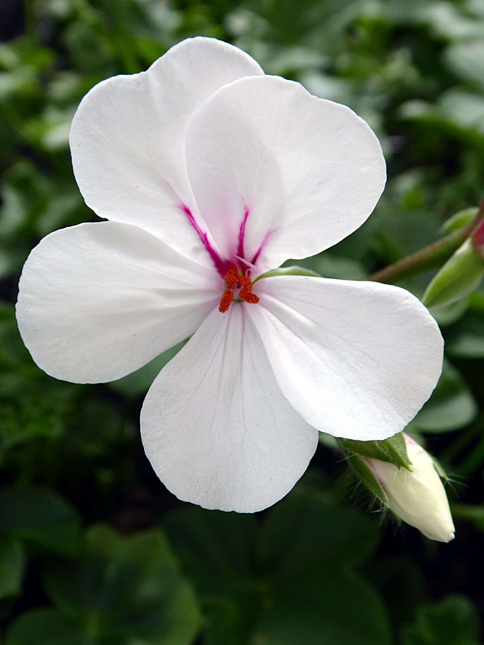 Panasonic Lumix DMC-ZS50 (Lumix DMC-TZ70) sample photo. Geranium, pelargonium, flower photography