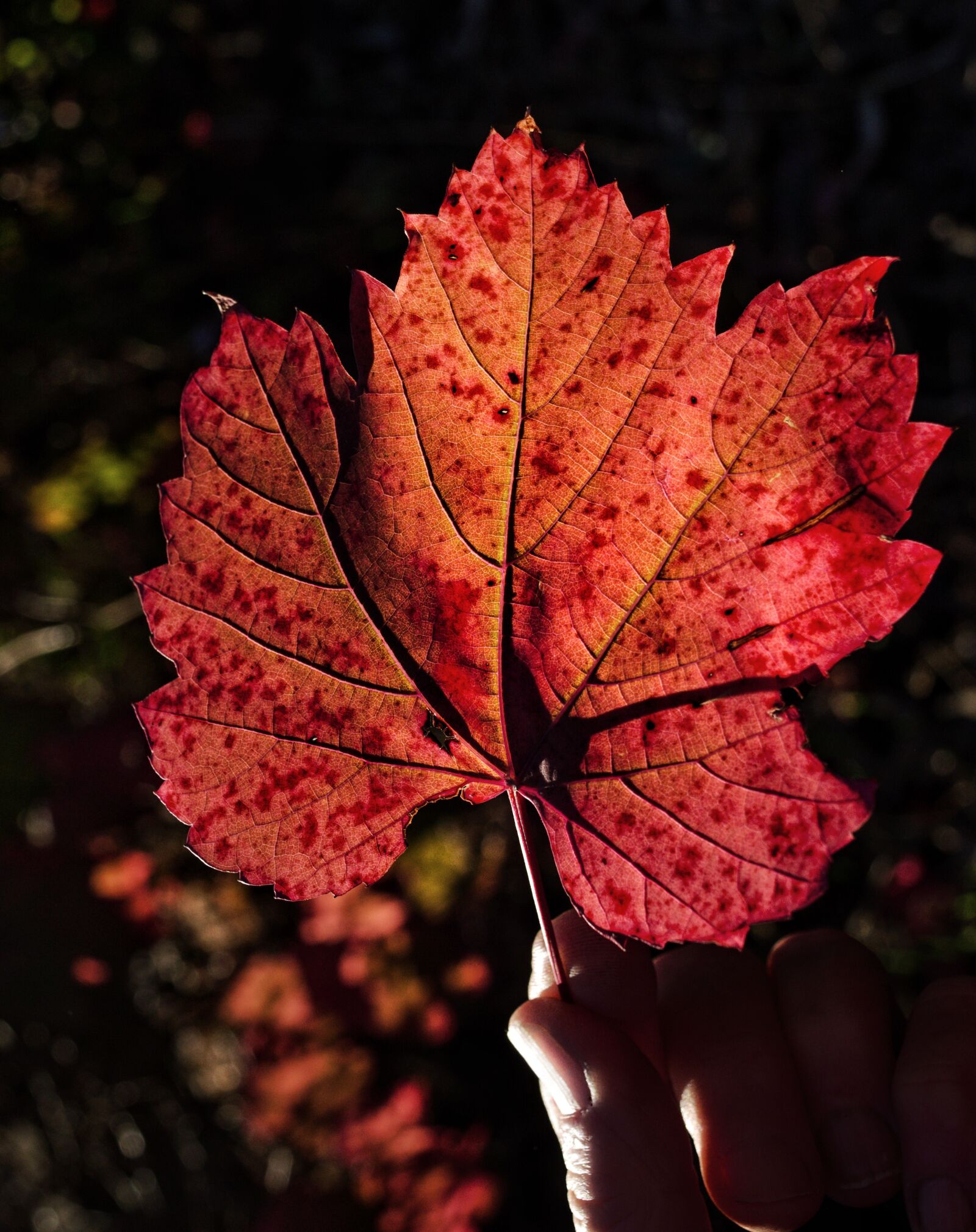 Nikon D3300 sample photo. Autumn, leaf, nature photography