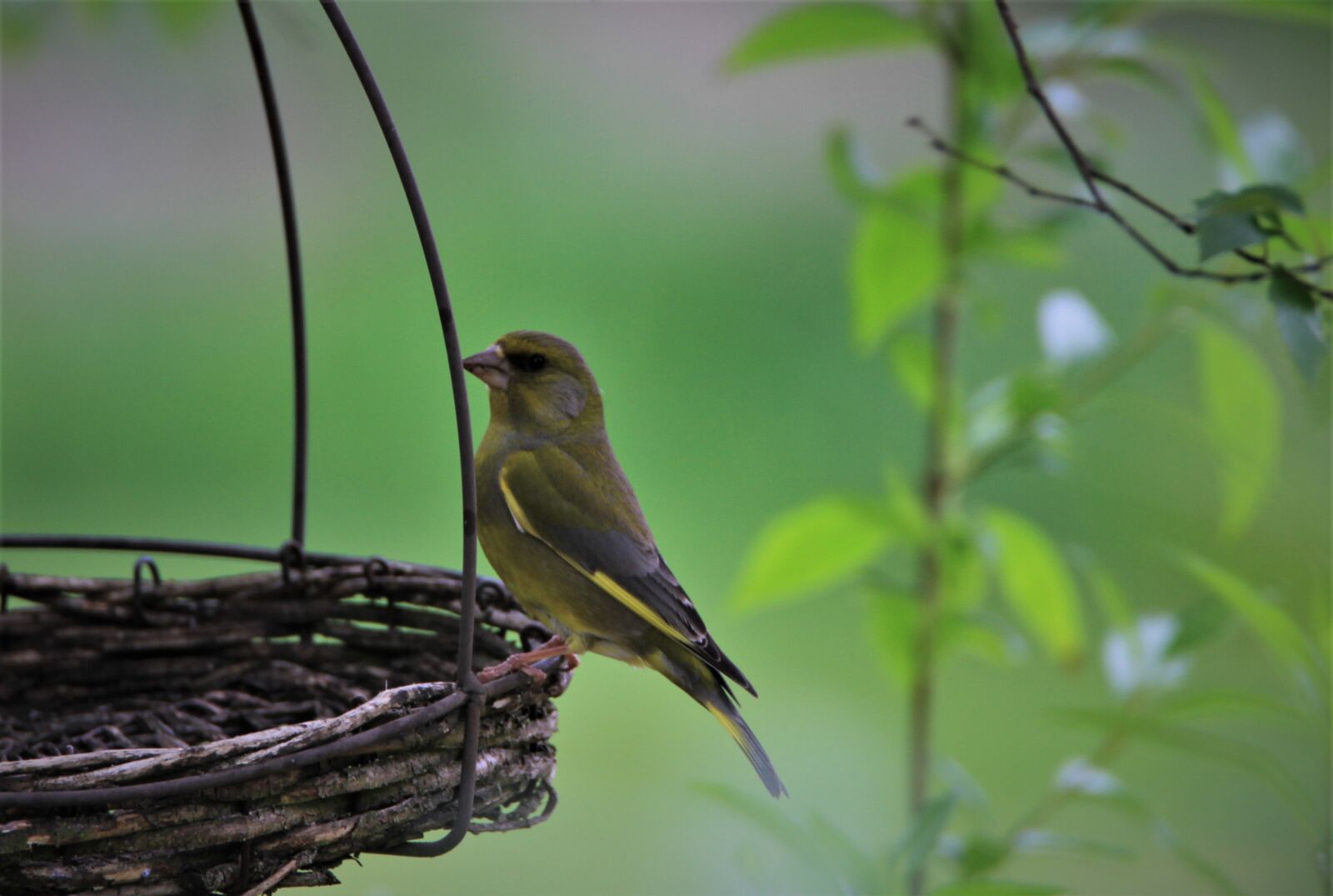 Tamron SP 150-600mm F5-6.3 Di VC USD sample photo. Greenfinch, bird, songbird photography