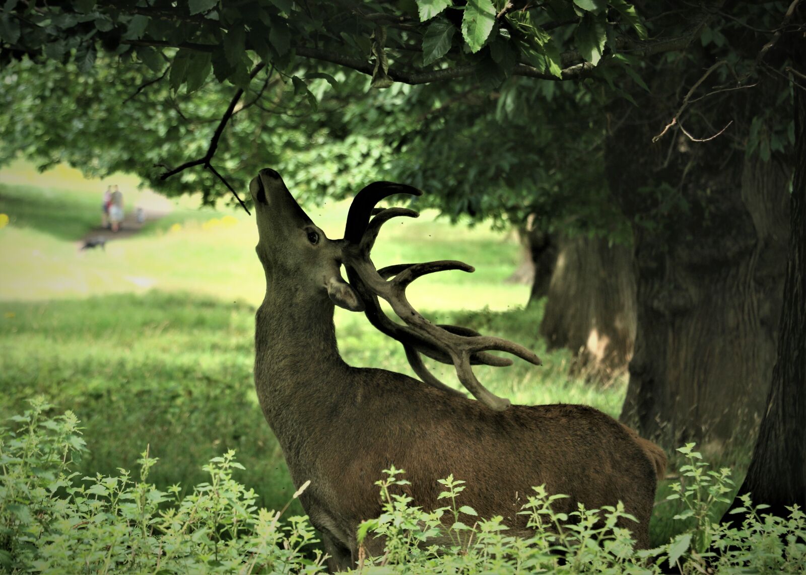 Canon EOS 7D Mark II + Canon EF-S 18-135mm F3.5-5.6 IS STM sample photo. Deer, antlers, reaching photography