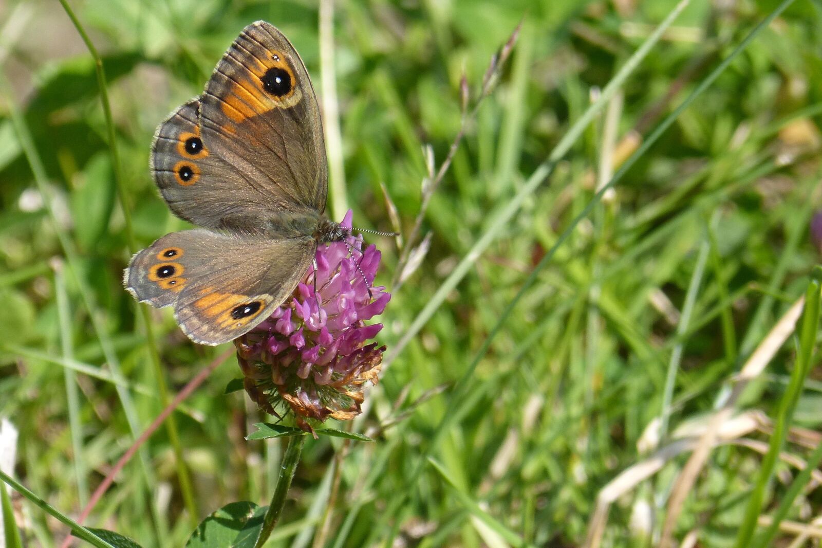 Panasonic DMC-FZ62 sample photo. Butterfly, brown eye, lasiommata photography