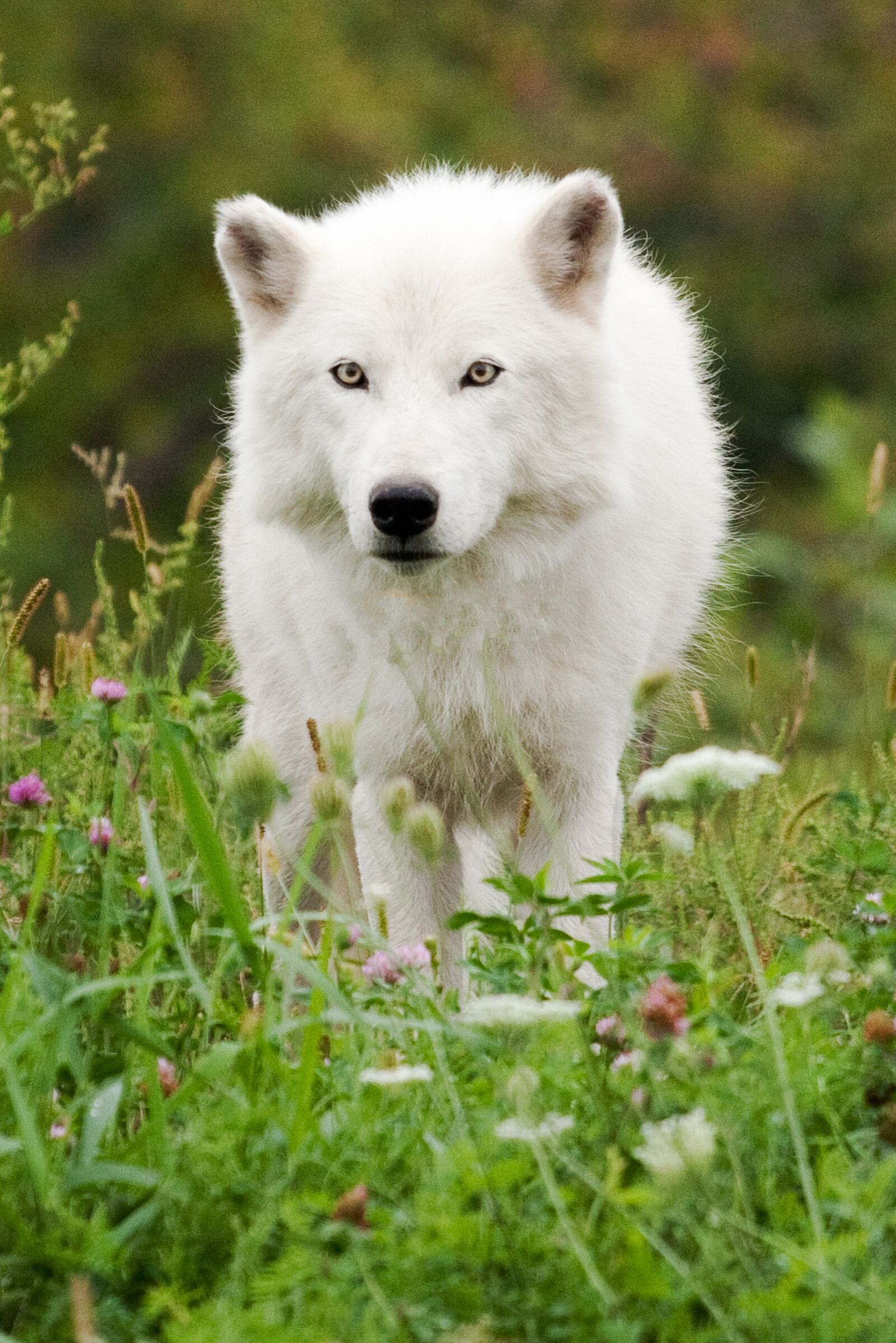 Canon EF 70-200mm F4L USM sample photo. Wolf, white wolf, animals photography