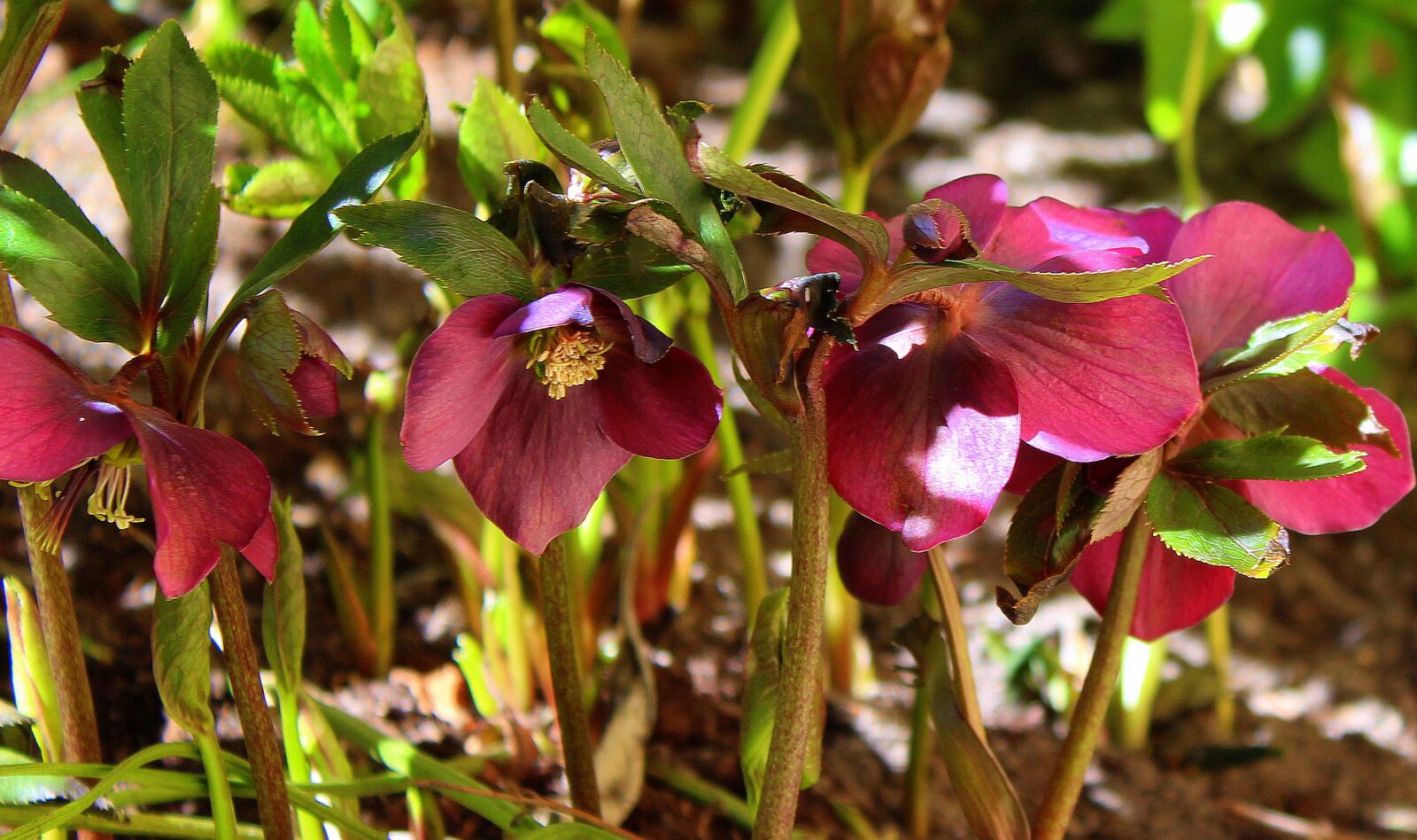 Canon EOS 1200D (EOS Rebel T5 / EOS Kiss X70 / EOS Hi) sample photo. Hellebore purple, hellebore, spring photography