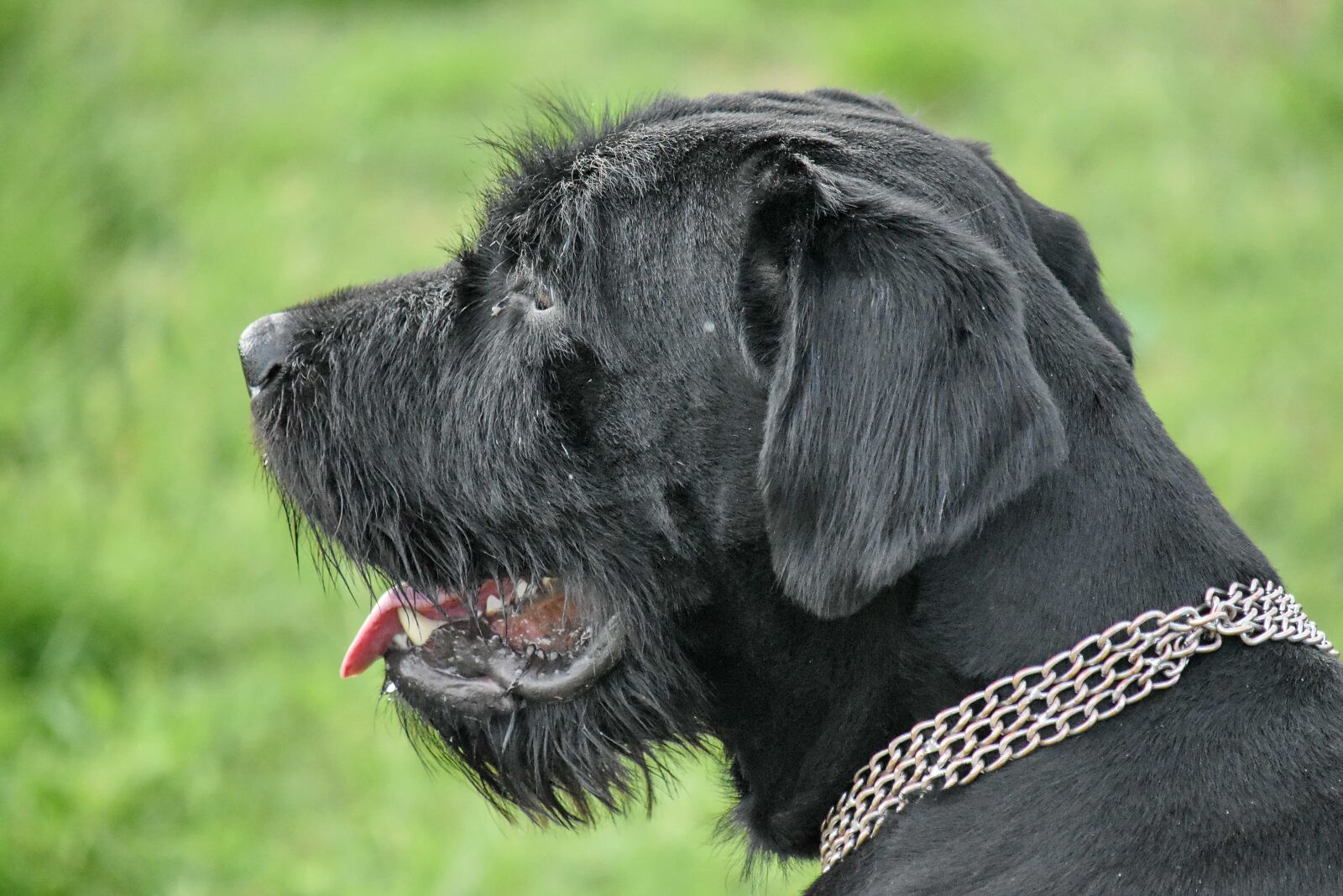 Nikon D5500 sample photo. Schnauzer, hunting dog, retriever photography