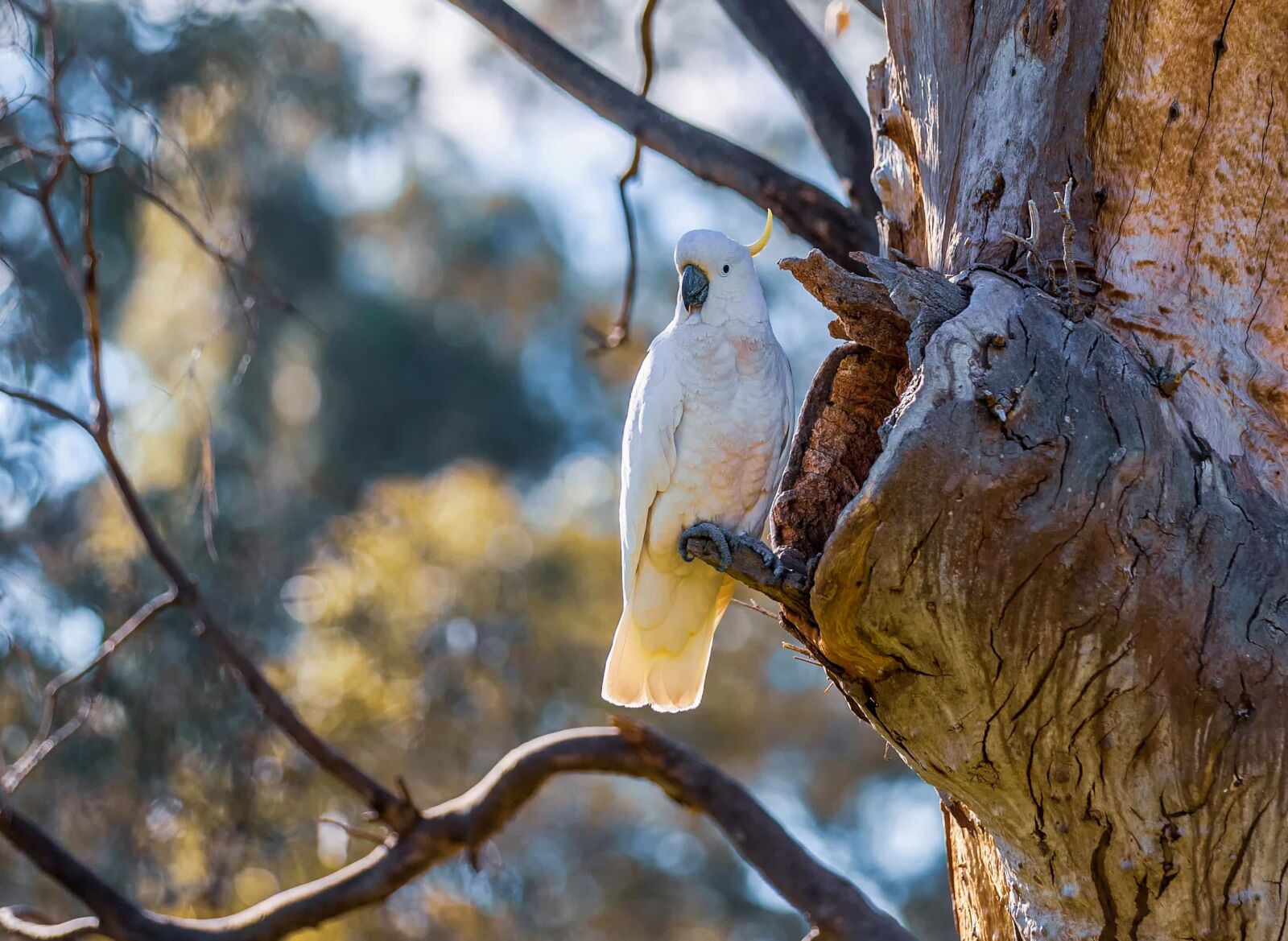 Canon EOS-1D X Mark II sample photo. Tree, nature, parrot, bird photography