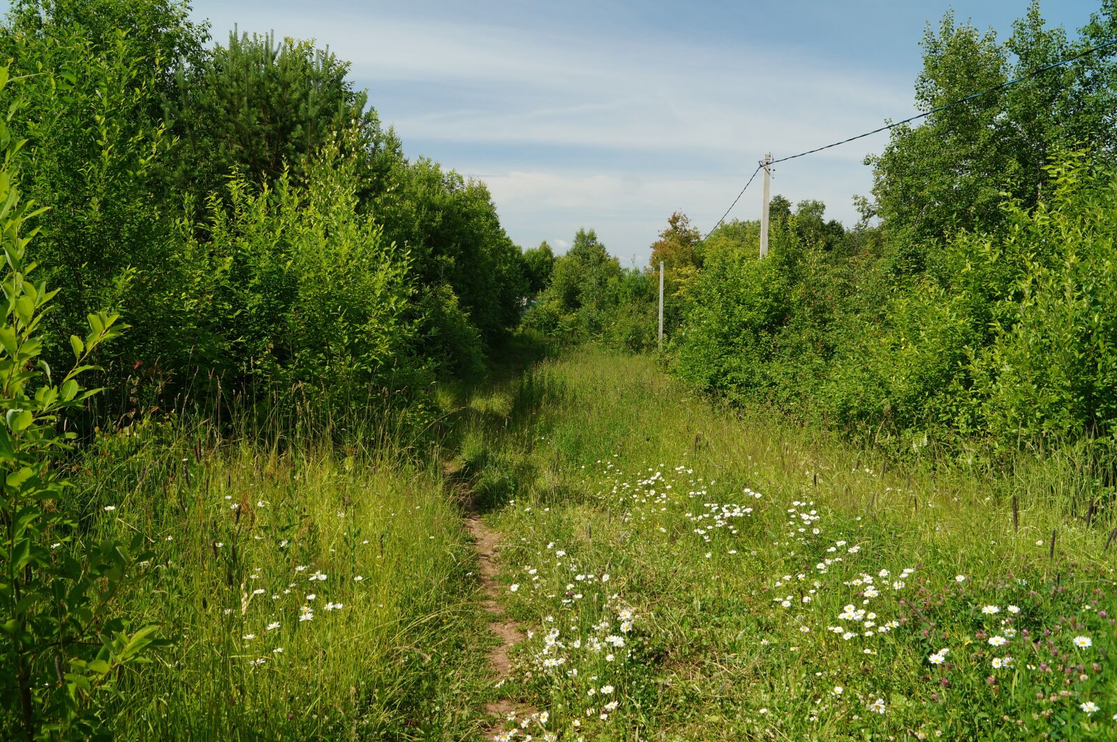 Sony SLT-A57 sample photo. Forest, silence, nature photography