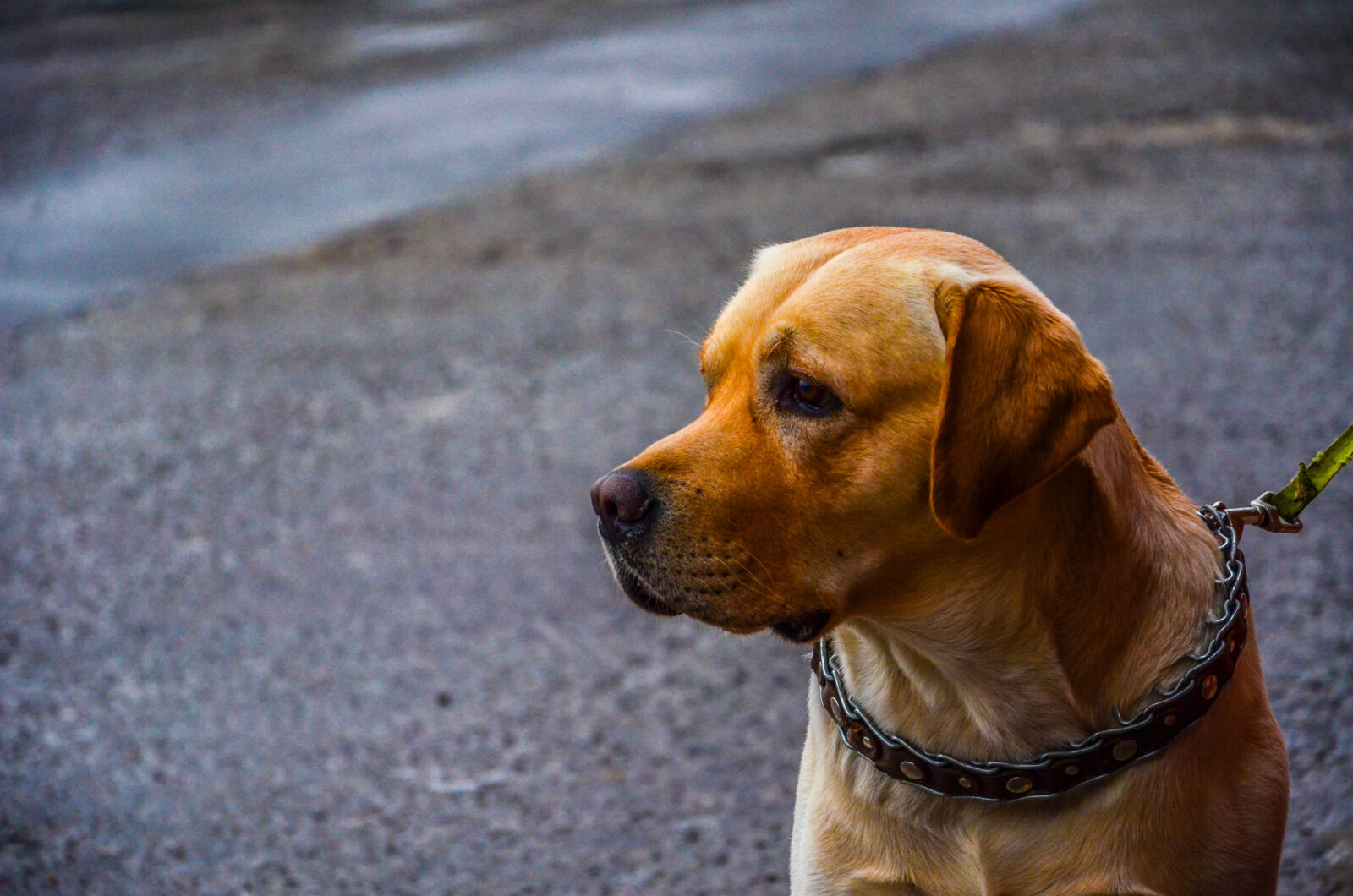 Nikon D5100 sample photo. Adorable, animal, animal, photography photography