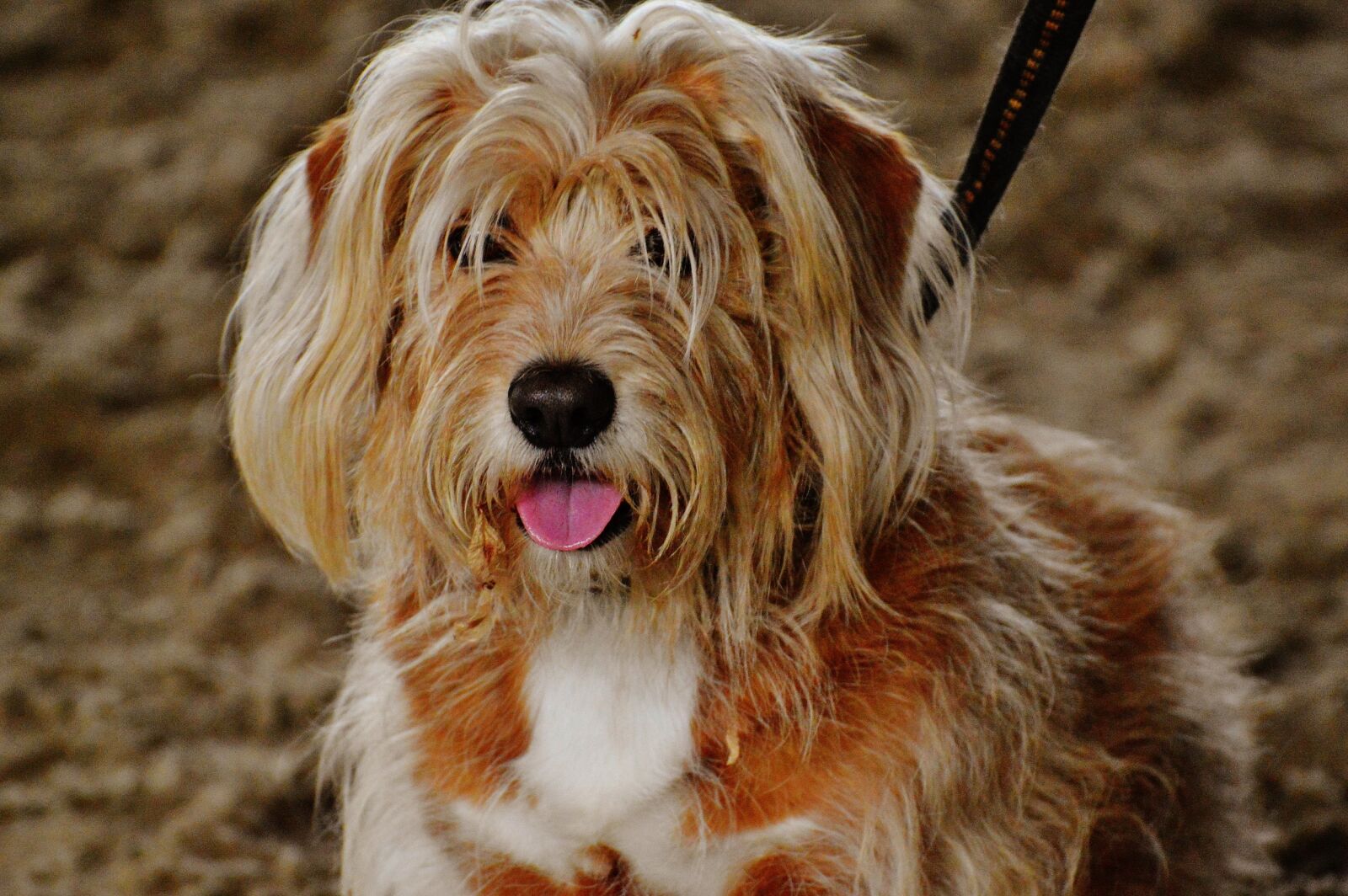Nikon D3200 sample photo. Dog, tintin, cute photography