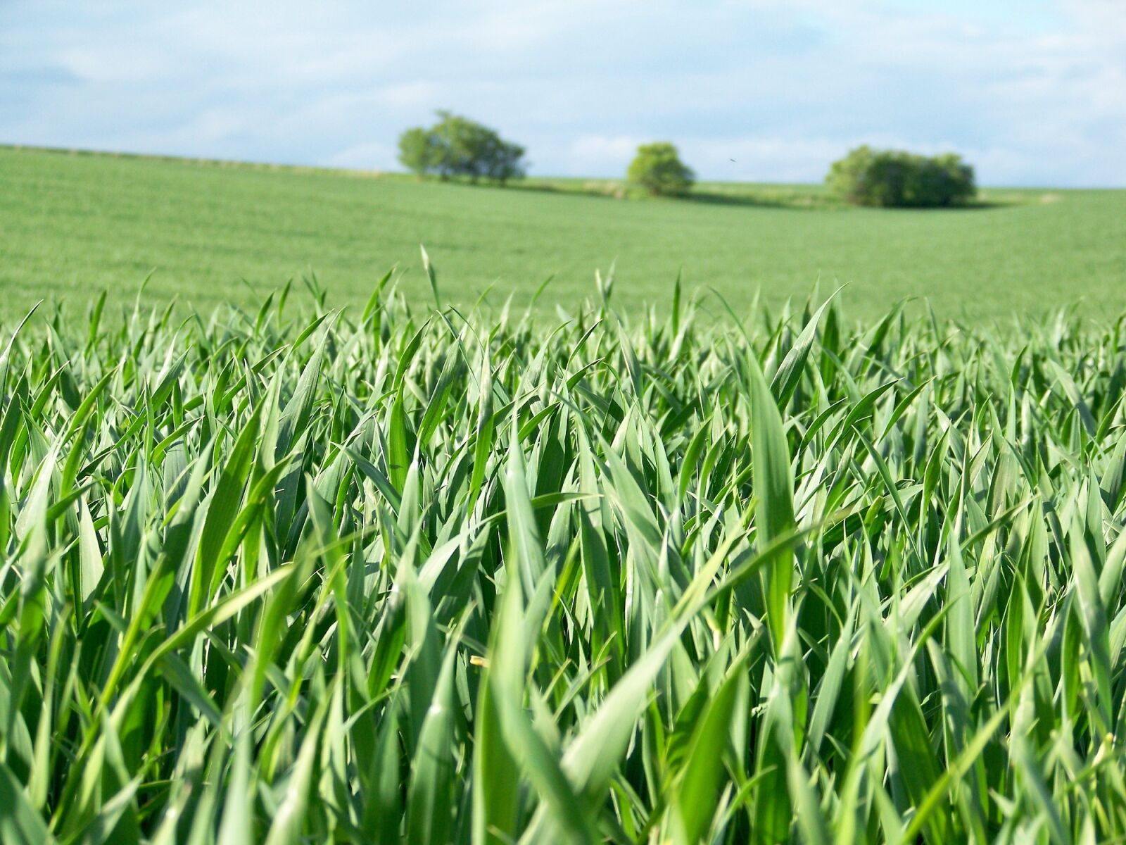 Kodak EASYSHARE Z1012 IS DIGITAL CAMERA sample photo. Field, spring, landscape photography