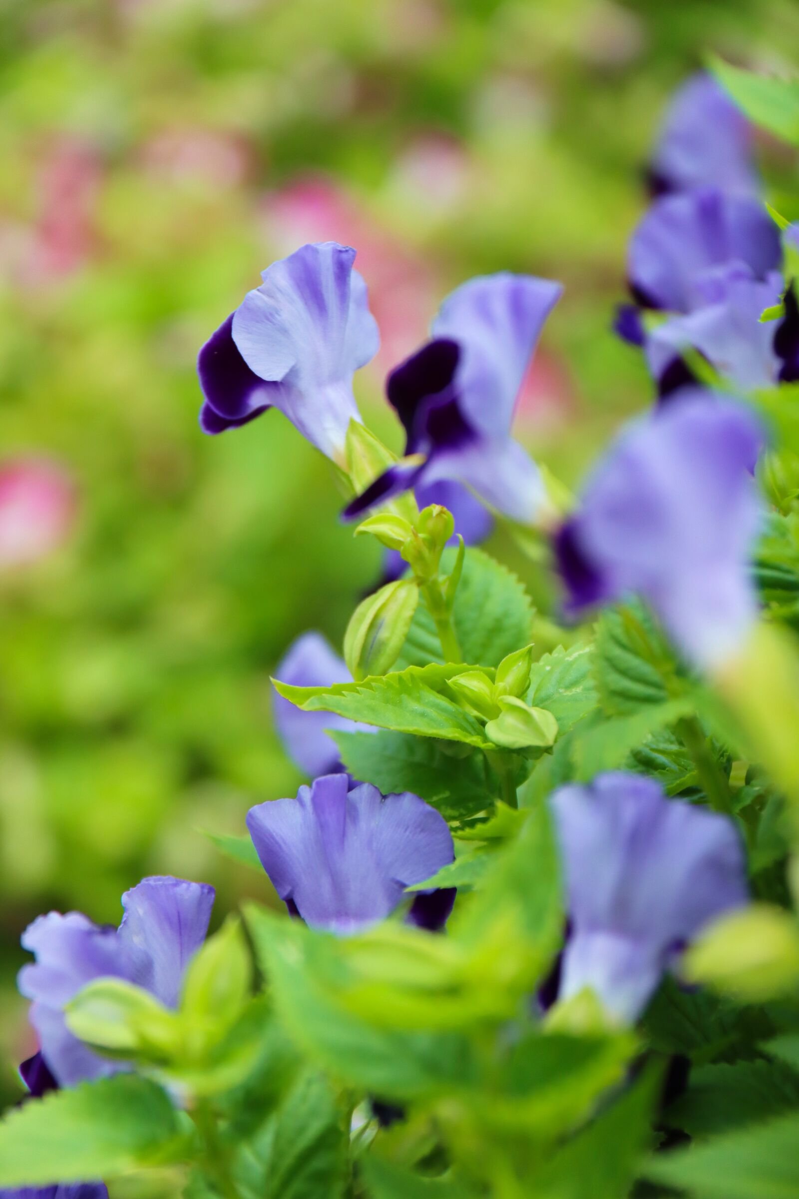 Canon EF-S 18-200mm F3.5-5.6 IS sample photo. Flowers, pansies, petals photography