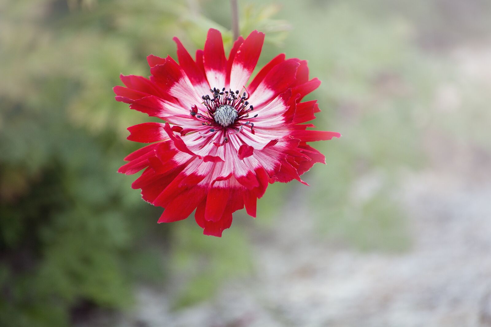 Nikon D7100 sample photo. Anemone, flower, red photography