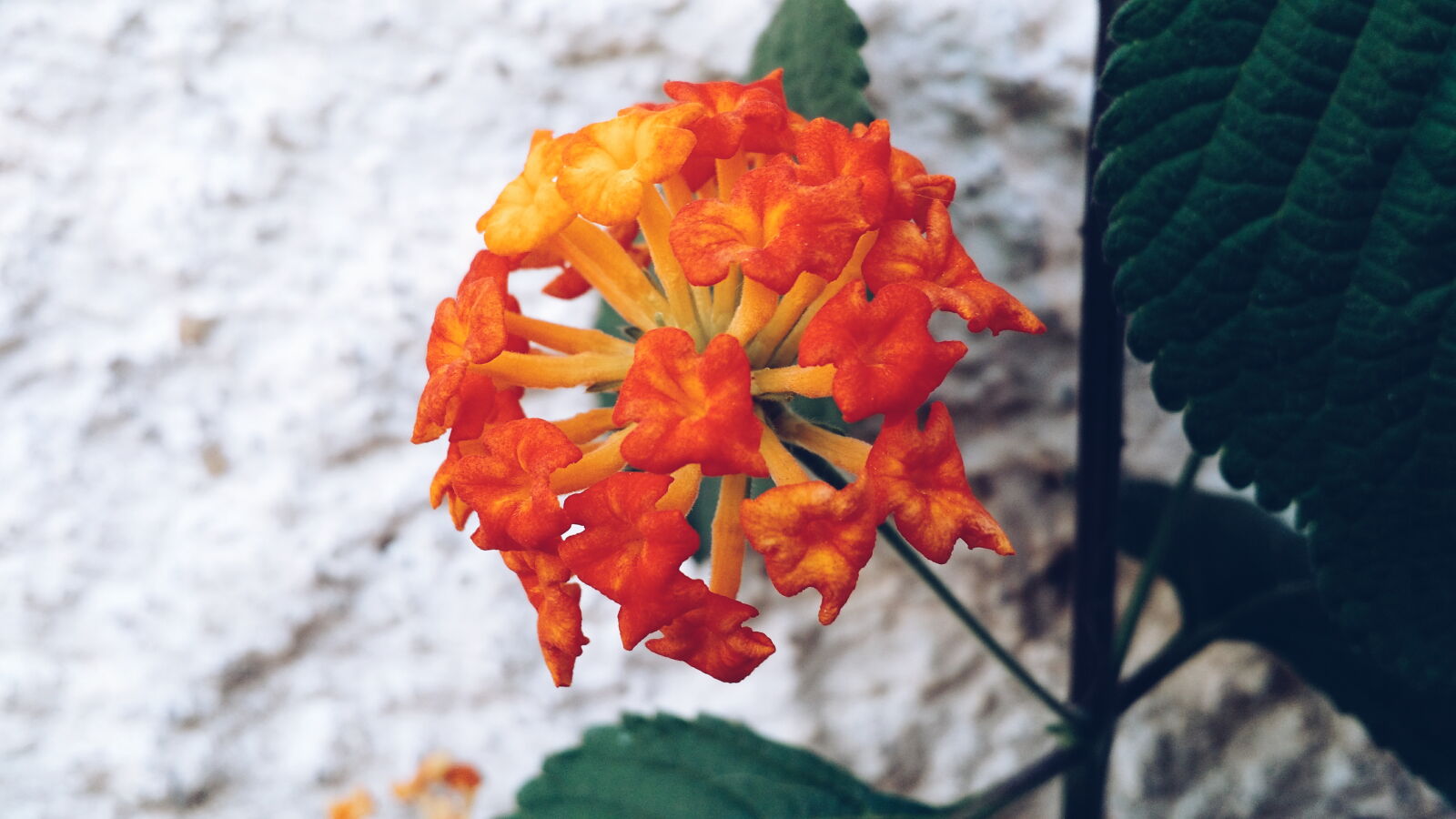 Motorola Moto X (2nd Gen) sample photo. Flower photography