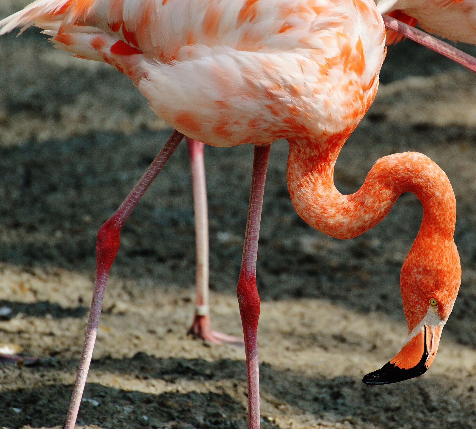 Nikon D3200 sample photo. Flamingo, bird, colorful photography