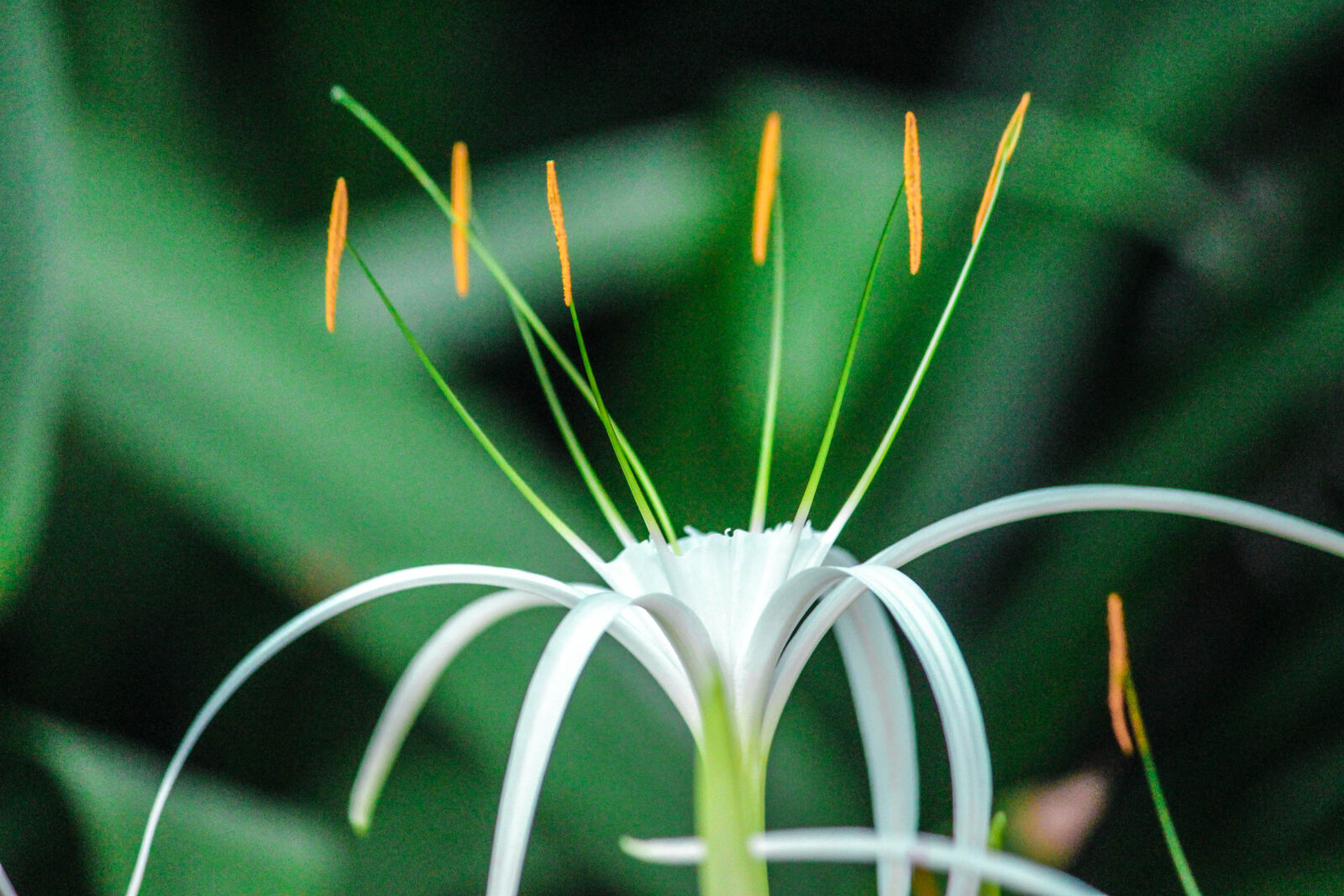 Canon EOS 700D (EOS Rebel T5i / EOS Kiss X7i) sample photo. Beautiful, flowers, green, white photography