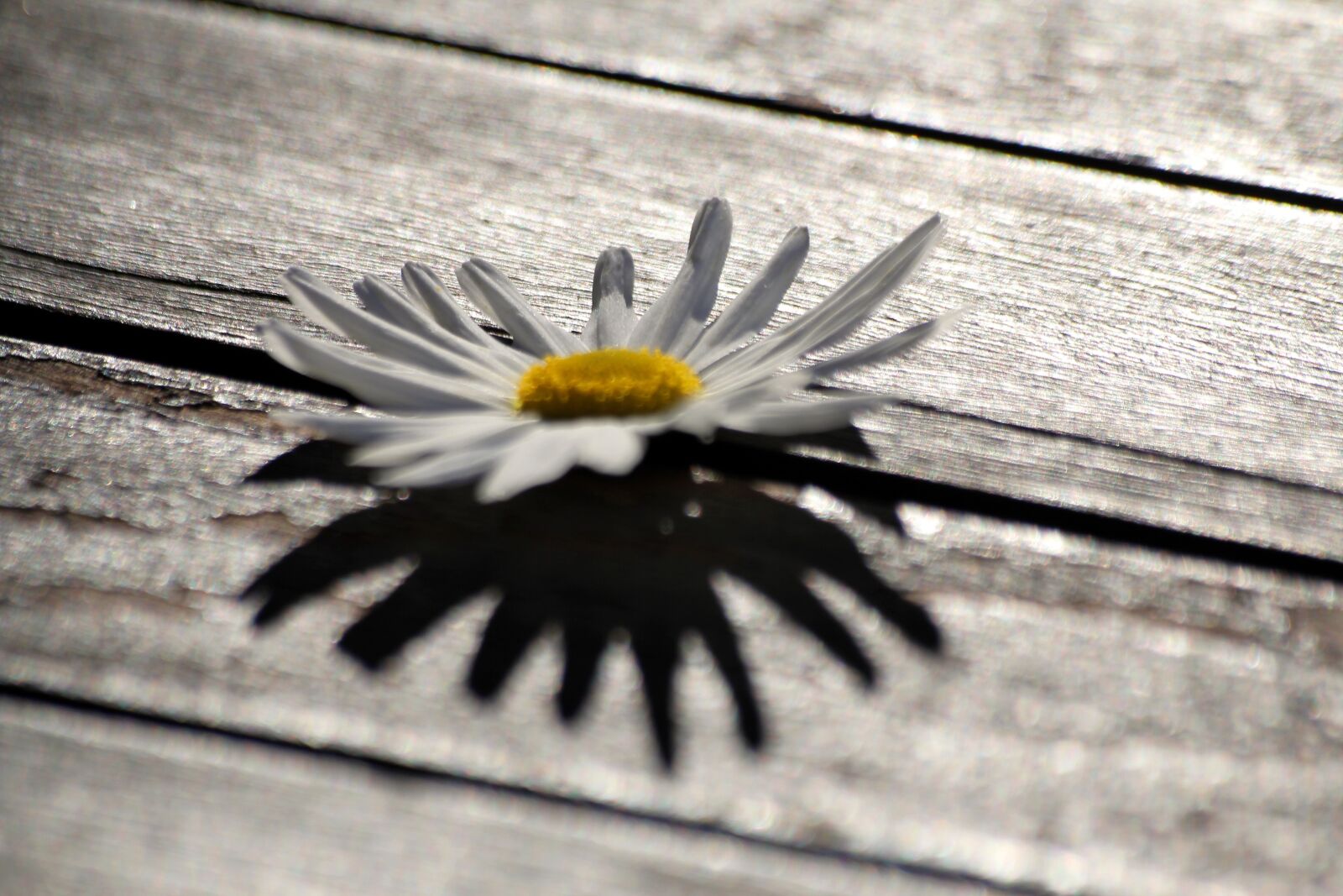 Canon EOS 550D (EOS Rebel T2i / EOS Kiss X4) sample photo. Flower, white, white flower photography