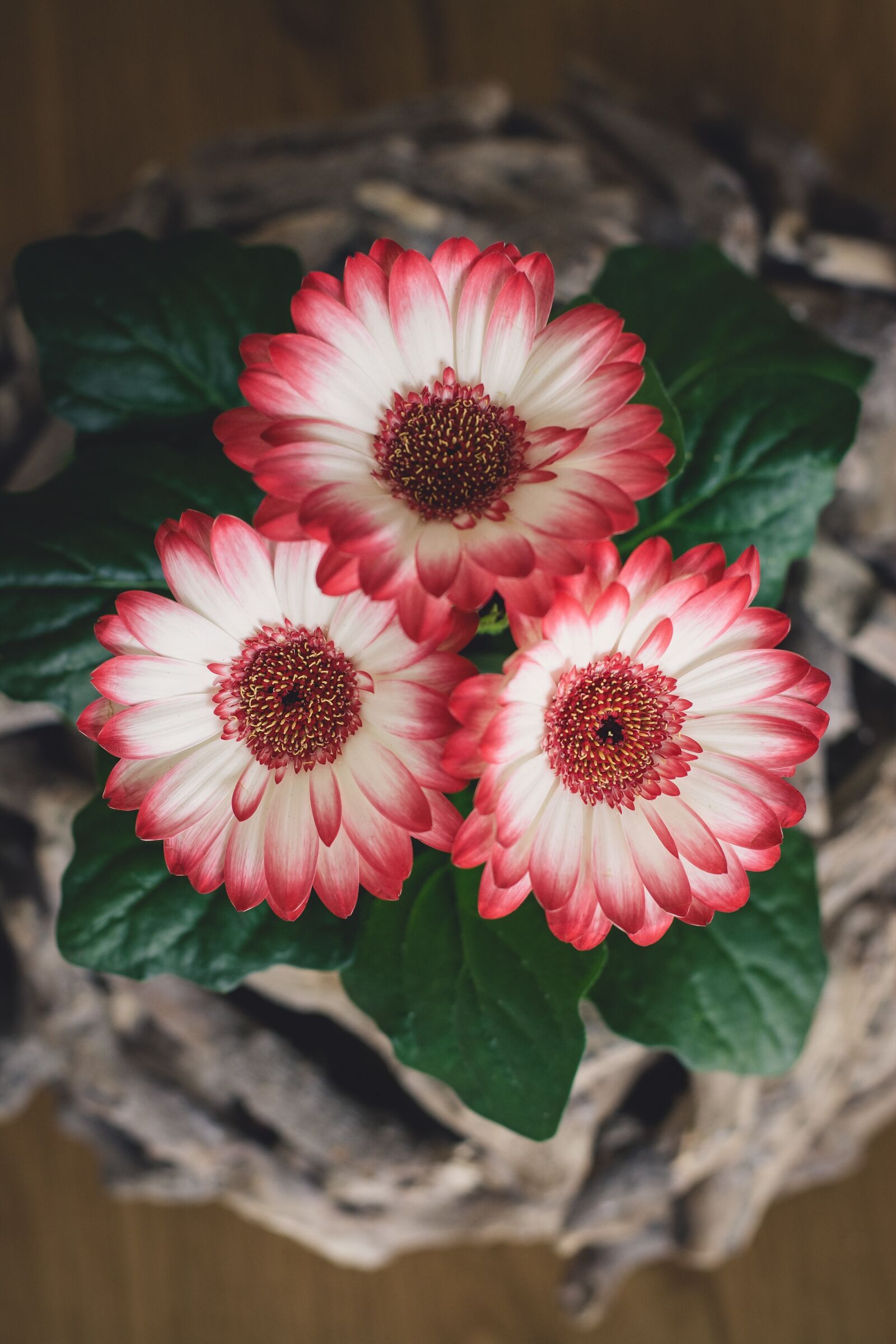 Nikon D7100 sample photo. Flowers, gerbera, spring flowers photography