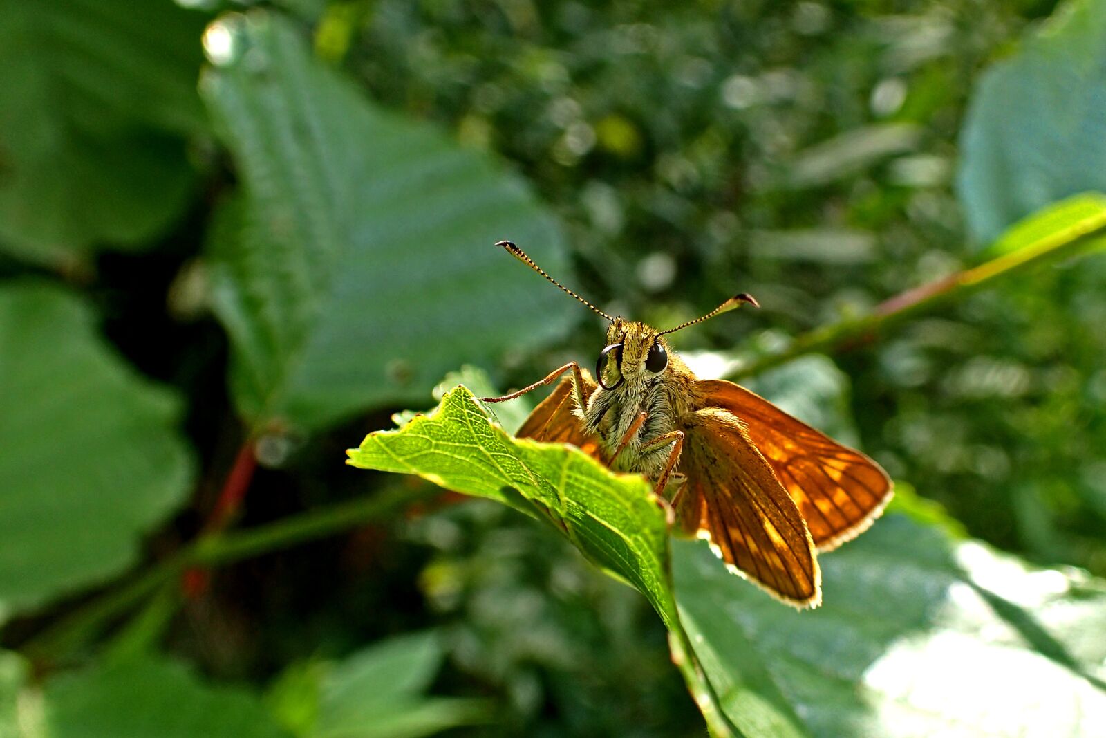 Olympus TG-3 sample photo. Nature, butterfly, insect photography