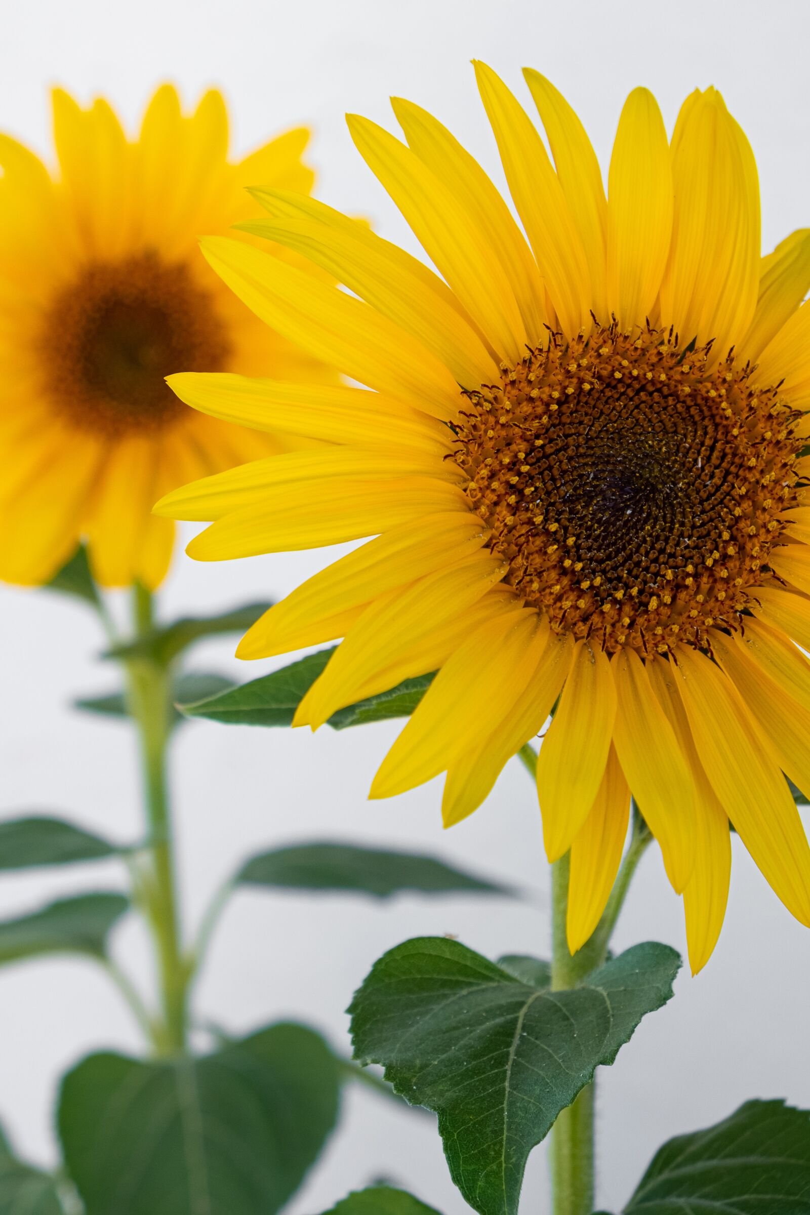 Fujifilm X-T20 sample photo. Sunflower, sunflowers, flowers photography