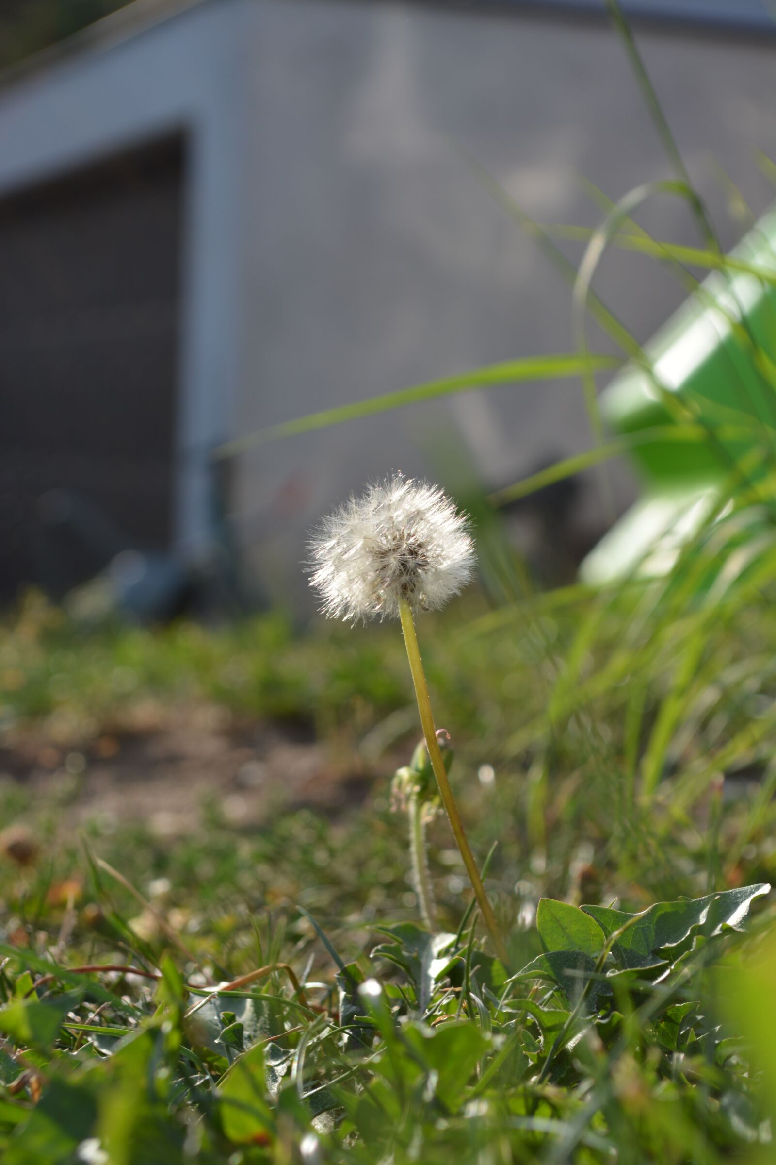 Nikon D5200 sample photo. Meadow, grass, focus photography