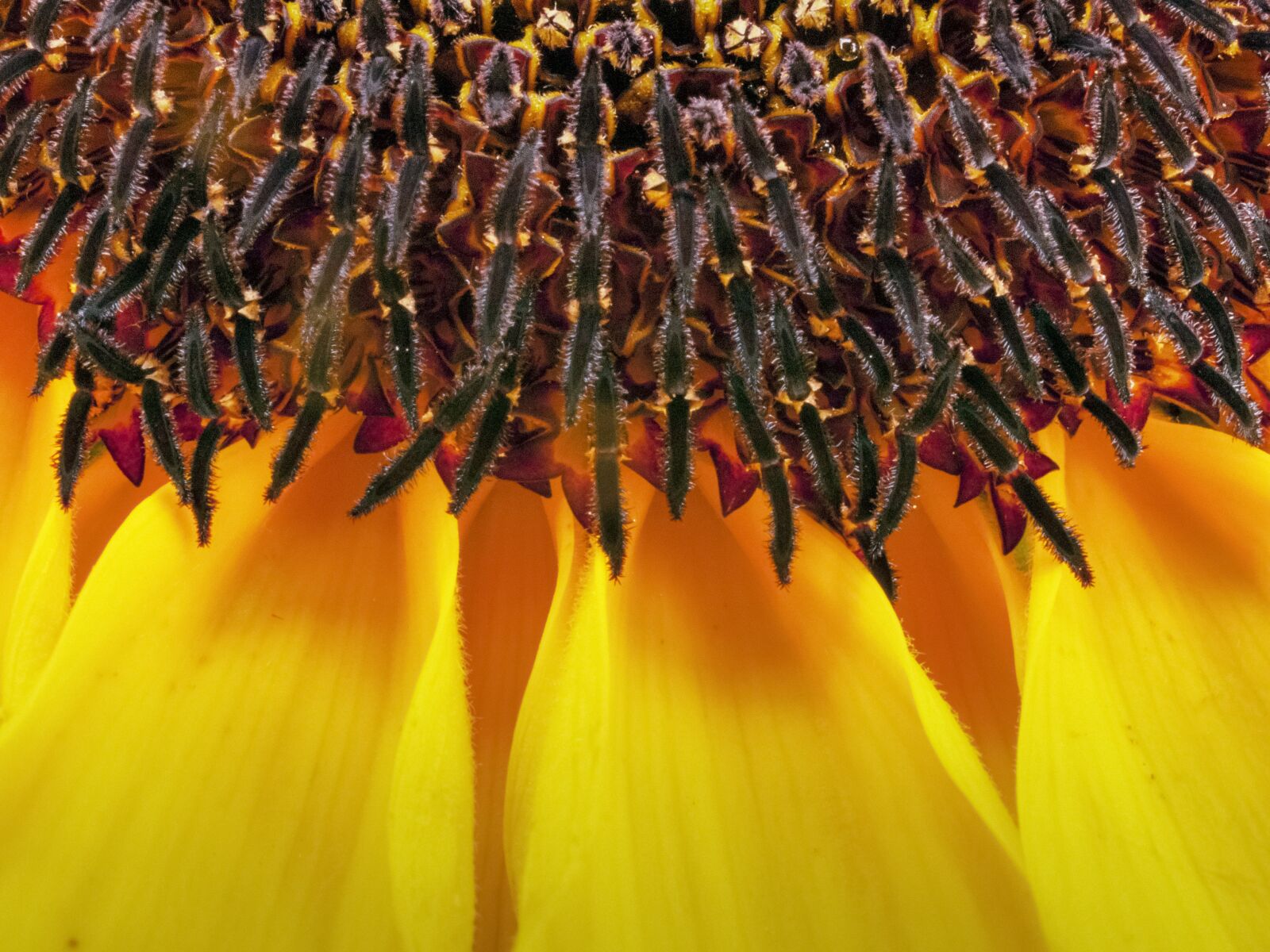 Olympus E-520 (EVOLT E-520) + OLYMPUS 35mm Lens sample photo. Sunflower, nature, yellow photography