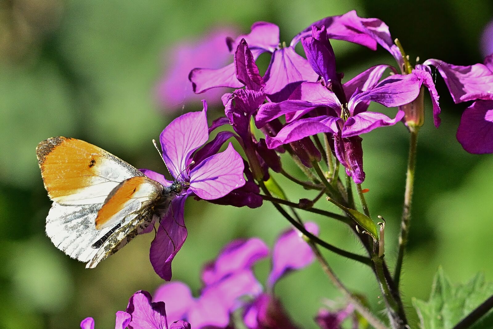 Nikon D5200 sample photo. Nature, butterfly, aurora butterfly photography