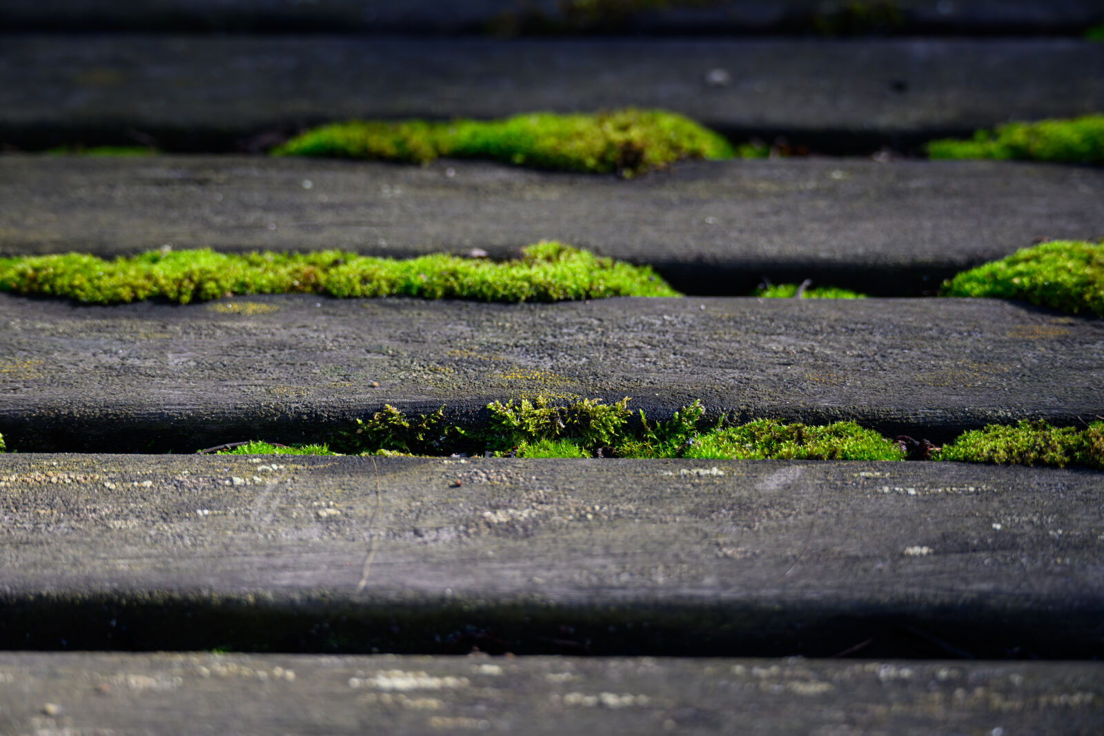 Nikon Z8 sample photo. Moss street photography