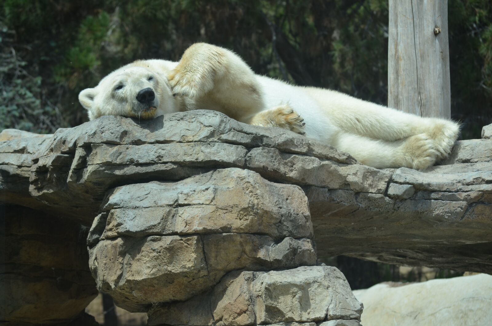 Nikon D5100 sample photo. San diego, zoo, polar photography
